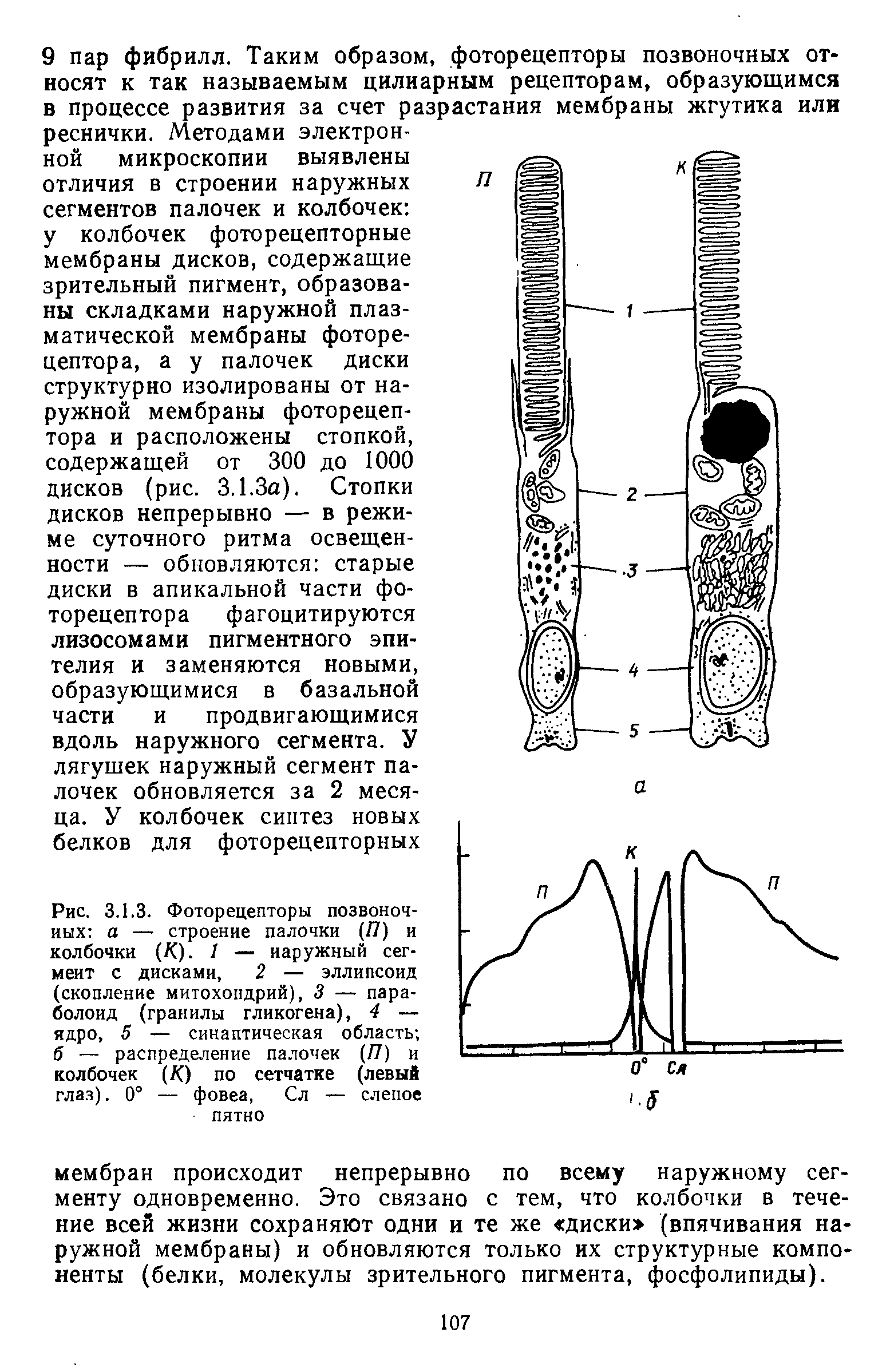 Рис. 3.1.3. Фоторецепторы позвоночных а — строение палочки (27) и колбочки (К). 7 — наружный сегмент с дисками, 2 — эллипсоид (скопление митохондрий), 3 — параболоид (гранилы гликогена), 4 — ядро, 5 — синаптическая область б — распределение палочек (77) и колбочек (К) по сетчатке (левый глаз). 0° — фовеа, Сл — слепое пятно...