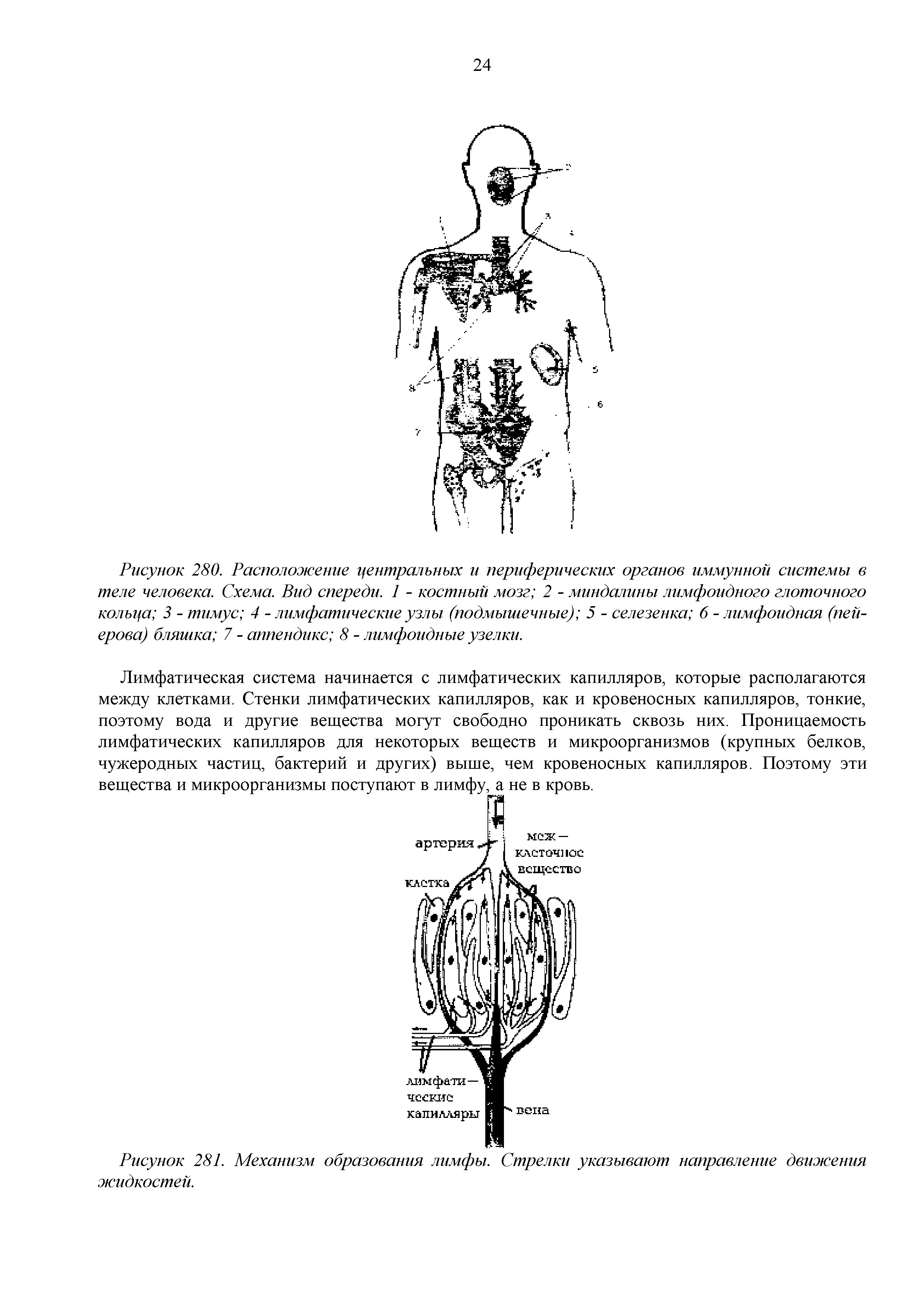 Рисунок 281. Механизм образования лимфы. Стрелки указывают направление движения жидкостей.
