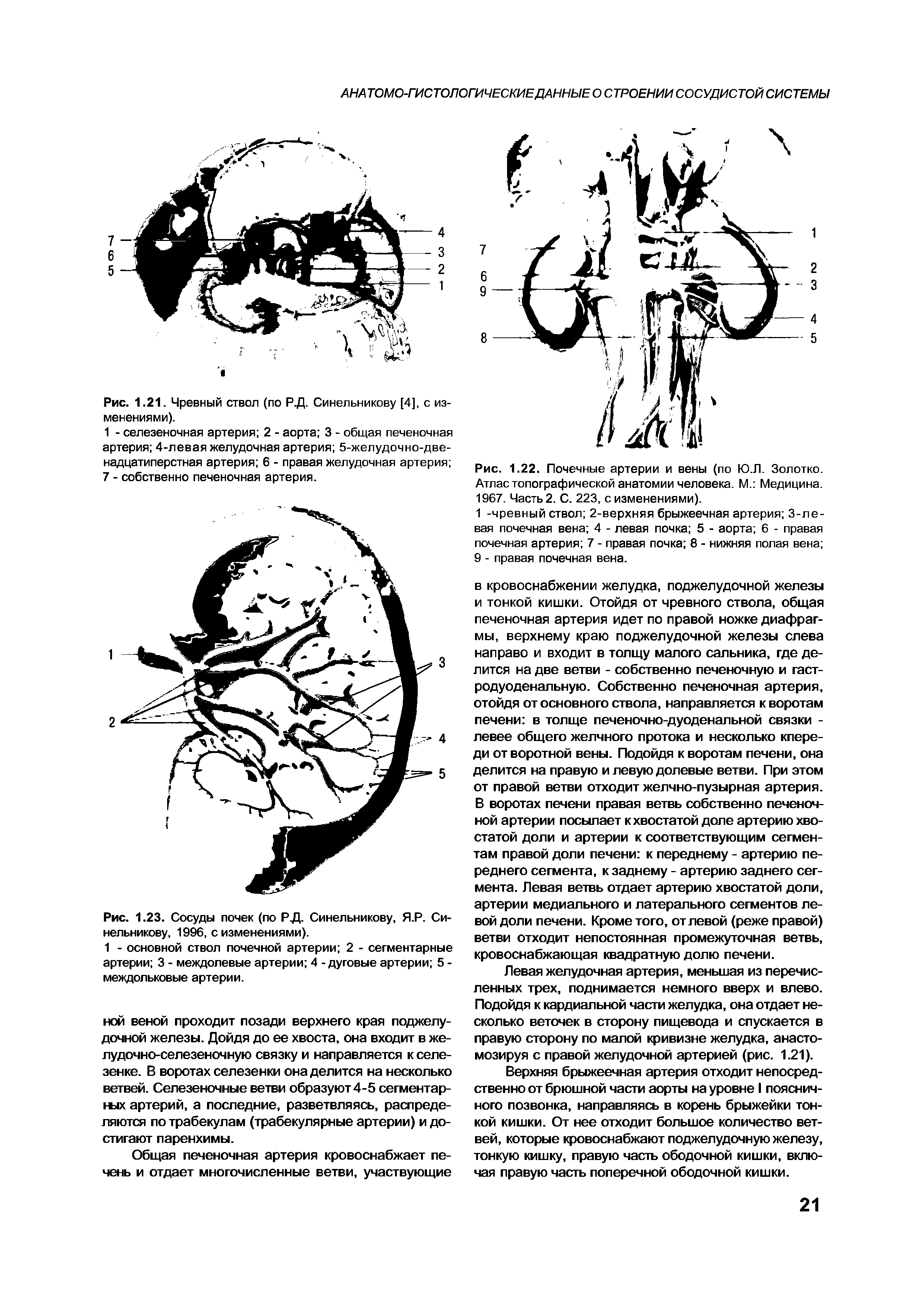 Рис. 1.22. Почечные артерии и вены (по ЮЛ. Золотко. Атлас топографической анатомии человека. М. Медицина. 1967. Часть 2. С. 223, с изменениями).