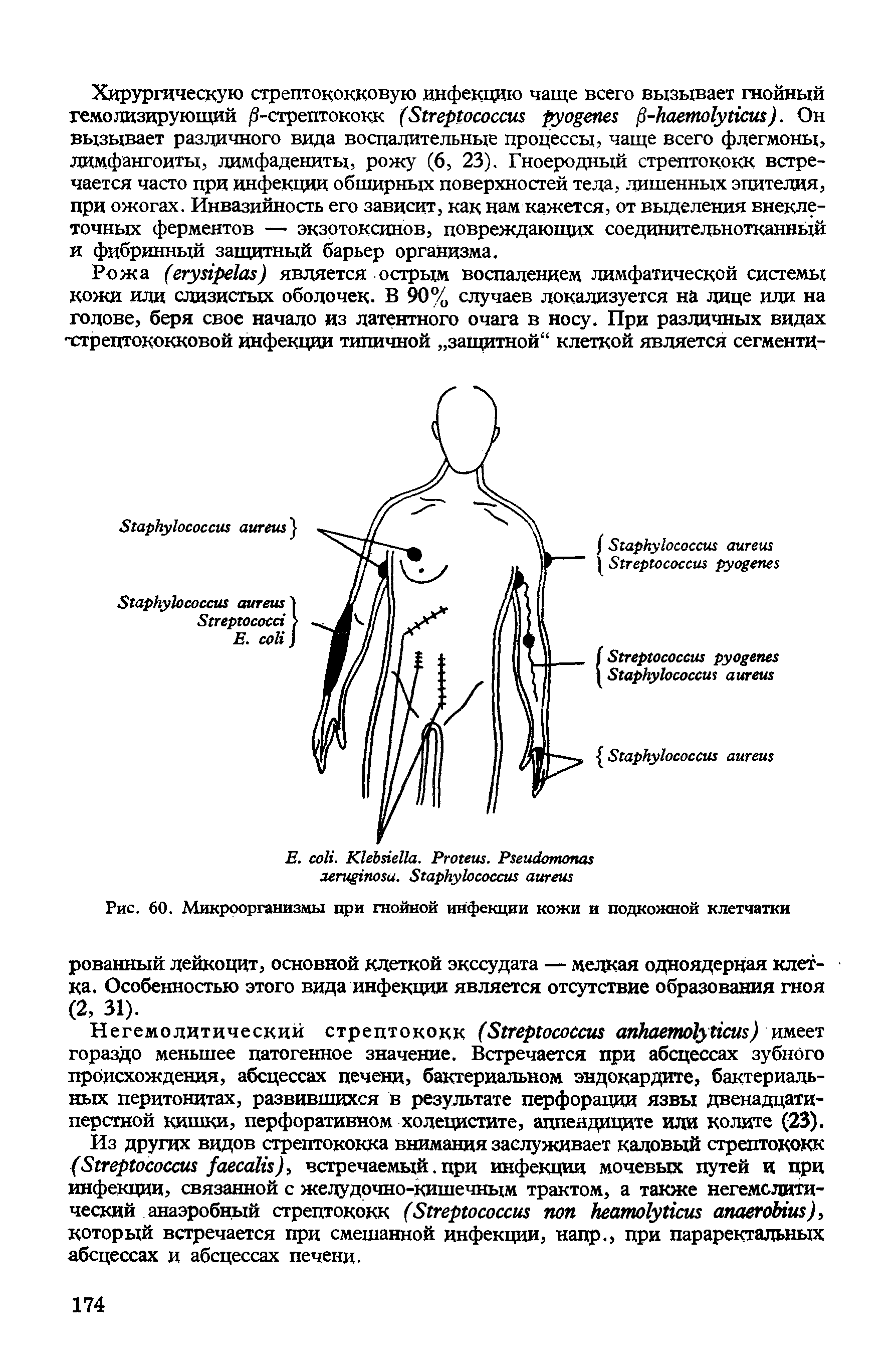 Рис. 60. Микроорганизмы при гнойной инфекции кожи и подкожной клетчатки...