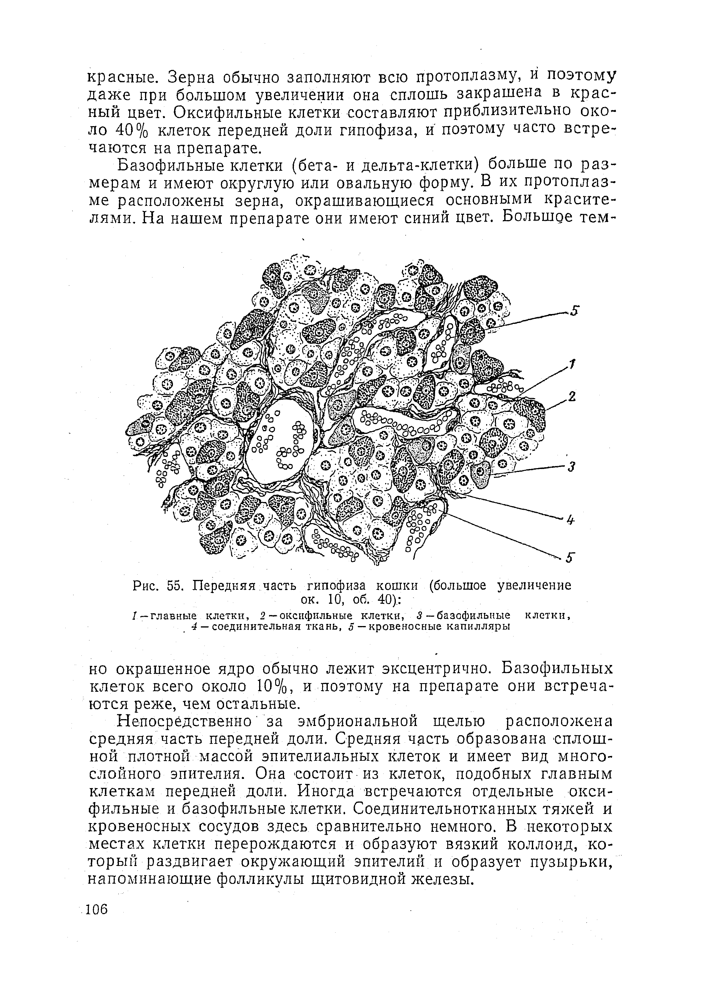 Рис. 55. Передняя часть гипофиза кошки (большое увеличение ок. 10, об. 40). ...