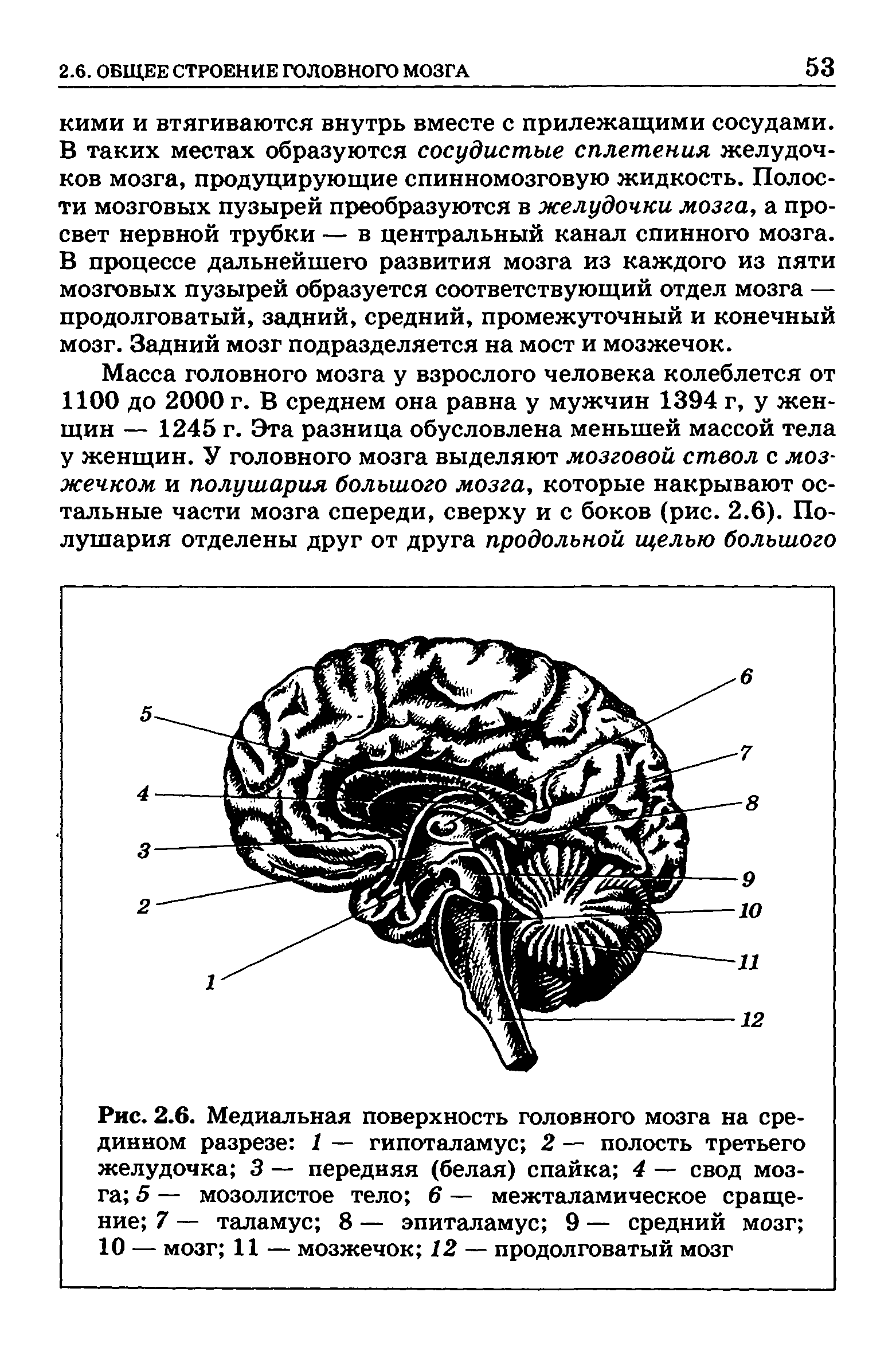 Рис. 2.6. Медиальная поверхность головного мозга на срединном разрезе 1 — гипоталамус 2 — полость третьего желудочка 3 — передняя (белая) спайка 4 — свод мозга 5 — мозолистое тело 6 — межталамическое сращение 7 — таламус 8 — эпиталамус 9 — средний мозг 10 — мозг 11 — мозжечок 12 — продолговатый мозг...