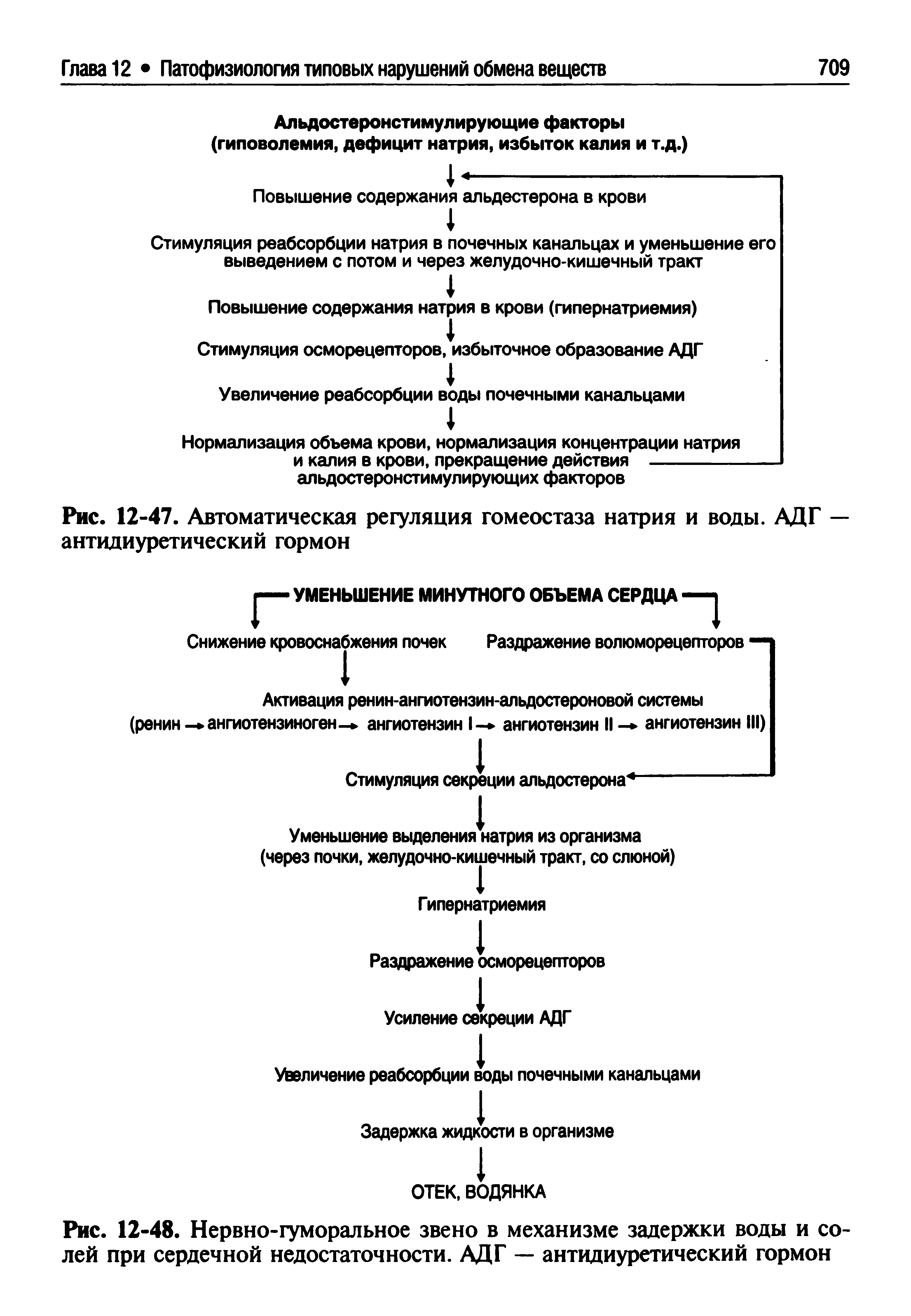 Рис. 12-47. Автоматическая регуляция гомеостаза натрия и воды. АДГ — антидиуретический гормон...