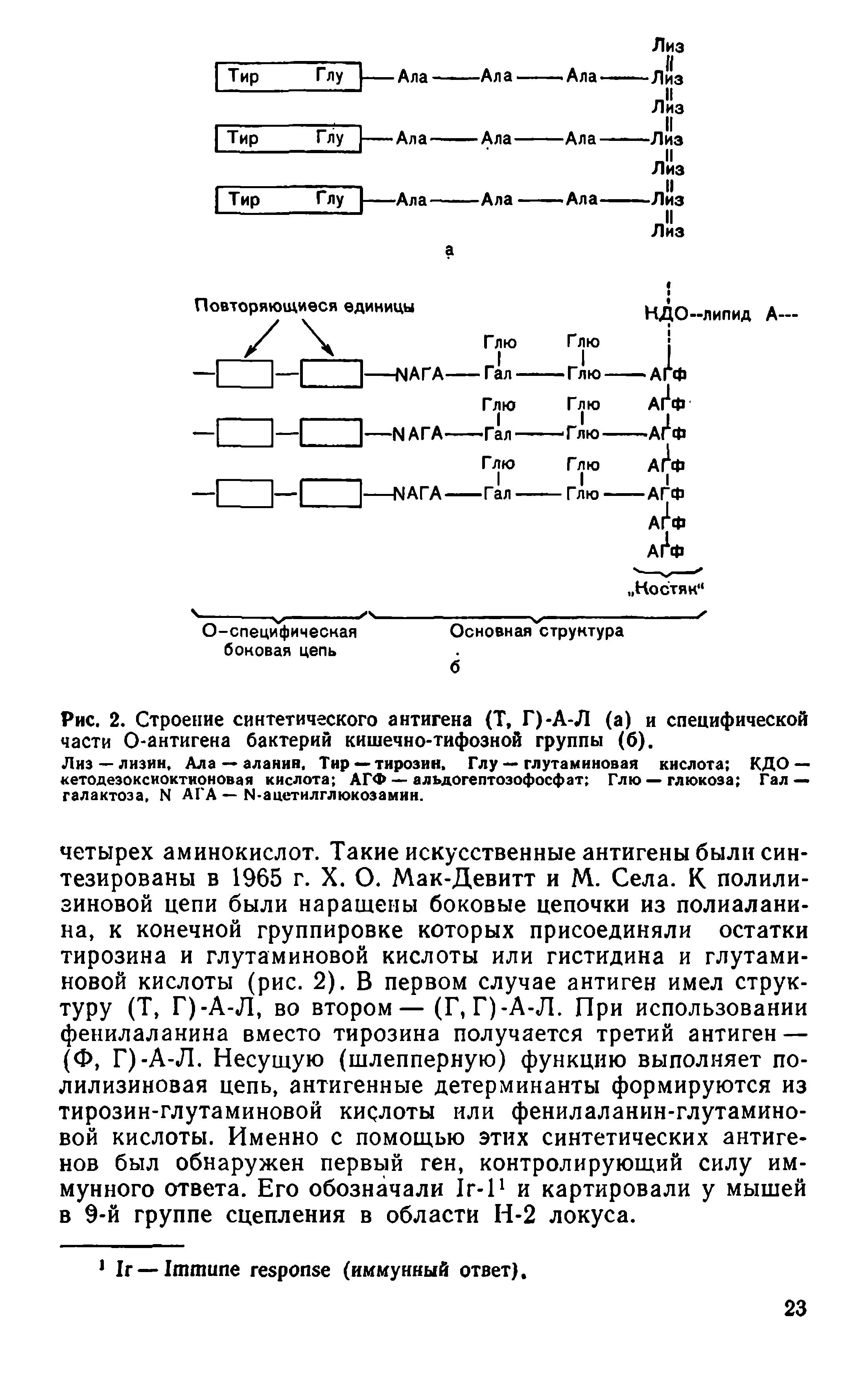 Рис. 2. Строение синтетического антигена (Т, Г)-А-Л (а) и специфической части О-антигена бактерий кишечно-тифозной группы (б).