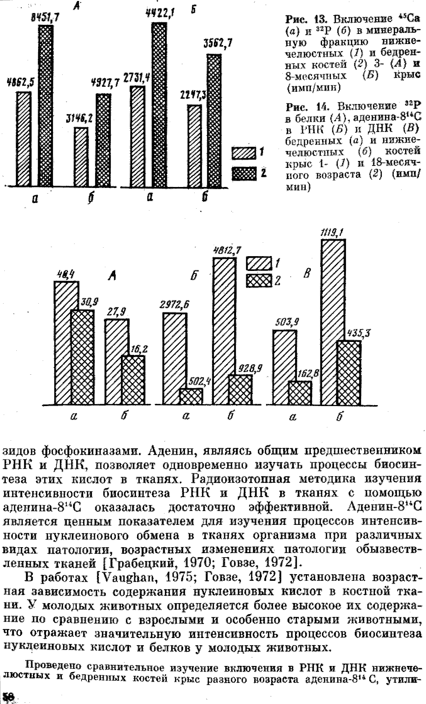 Рис. 13. Включение Са (а) и Р (б) в минеральную фракцию нижнечелюстных ( ) и бедренных костей (2) 3- (Л) и 8-месячных (Б) крив (имп/мин)...