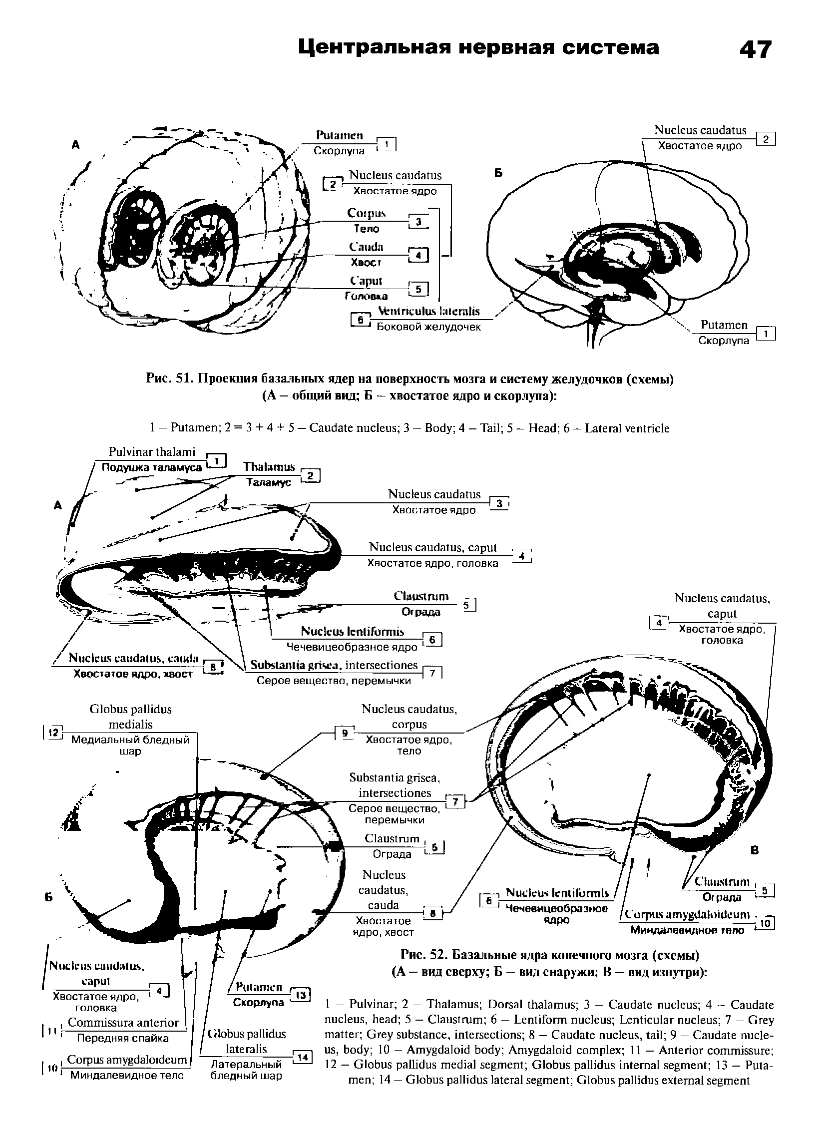 Рис. 52. Базальные ядра конечного мозга (схемы) (А — вид сверху Б — вид снаружи В — вид изнутри) ...
