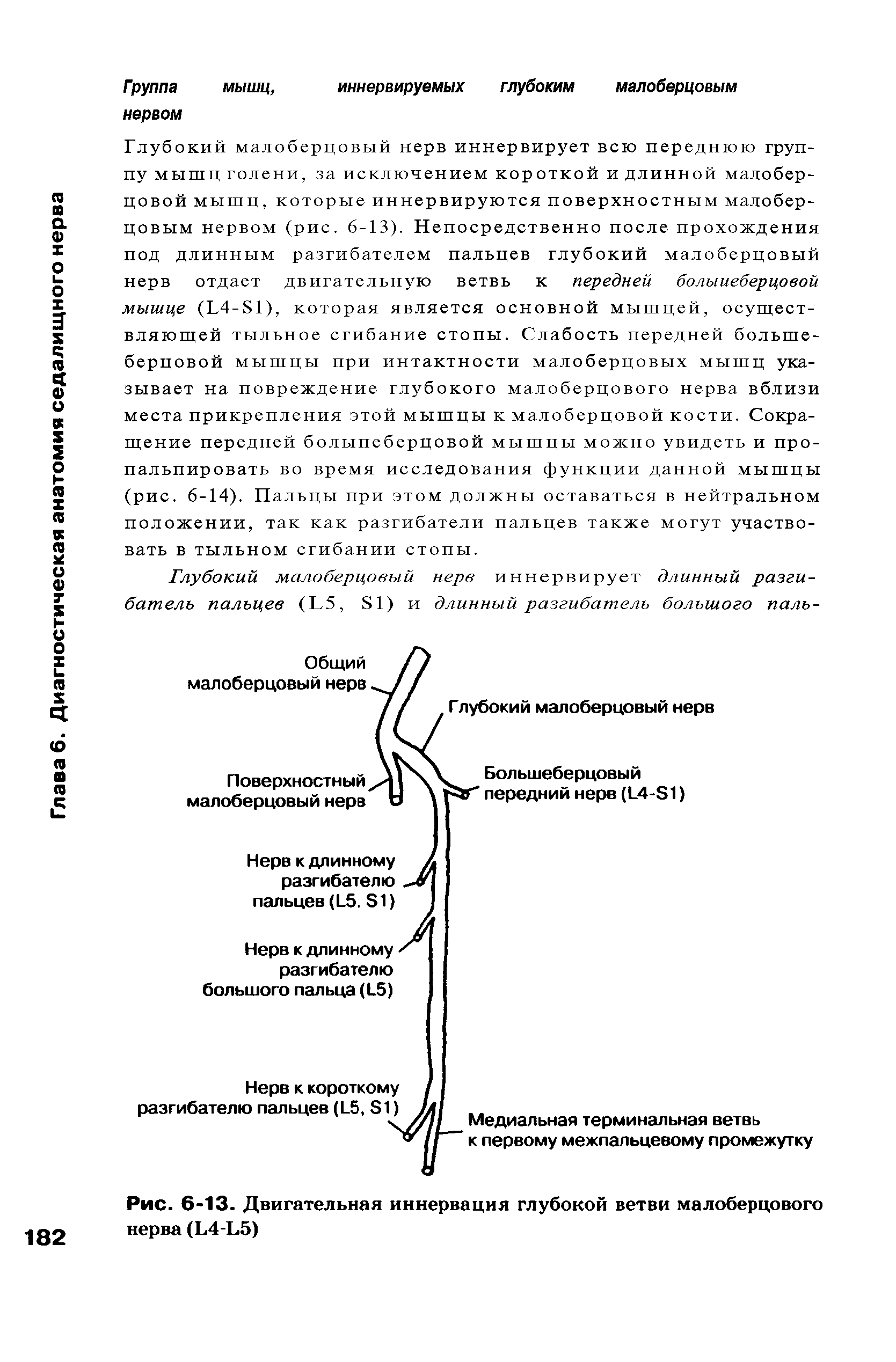 Рис. 6-13. Двигательная иннервация глубокой ветви малоберцового нерва (Е4-Ь5)...