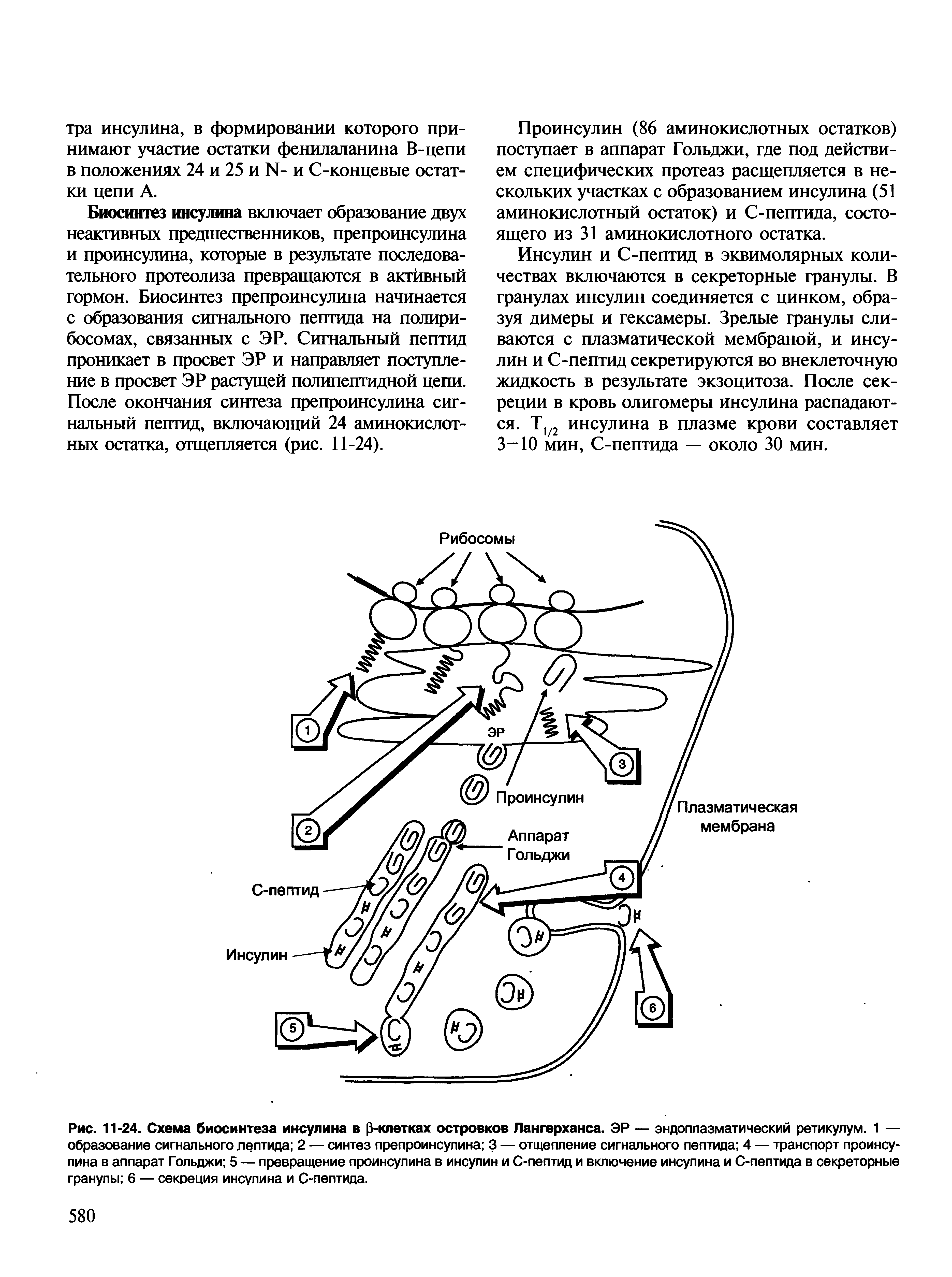 Рис. 11-24. Схема биосинтеза инсулина в [3-клетках островков Лангерханса. ЭР — эндоплазматический ретикулум. 1 — образование сигнального пептида 2 — синтез препроинсулина 3 — отщепление сигнального пептида 4 — транспорт проинсулина в аппарат Гольджи 5 — превращение проинсулина в инсулин и С-пептид и включение инсулина и С-пептида в секреторные гранулы 6 — секреция инсулина и С-пептида.