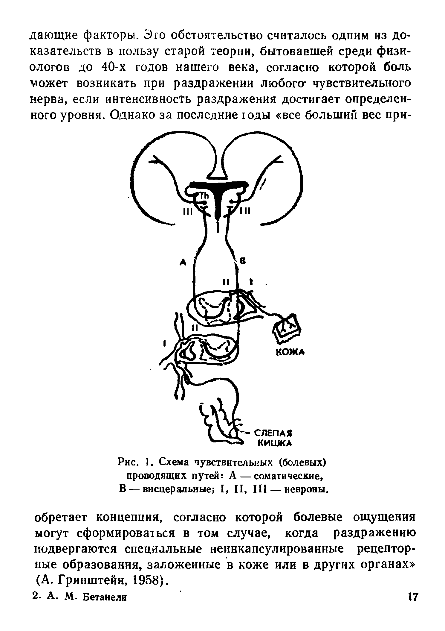 Рис. 1. Схема чувствительных (болевых) проводящих путей А — соматические, В — висцеральные I, II, III — невроны.