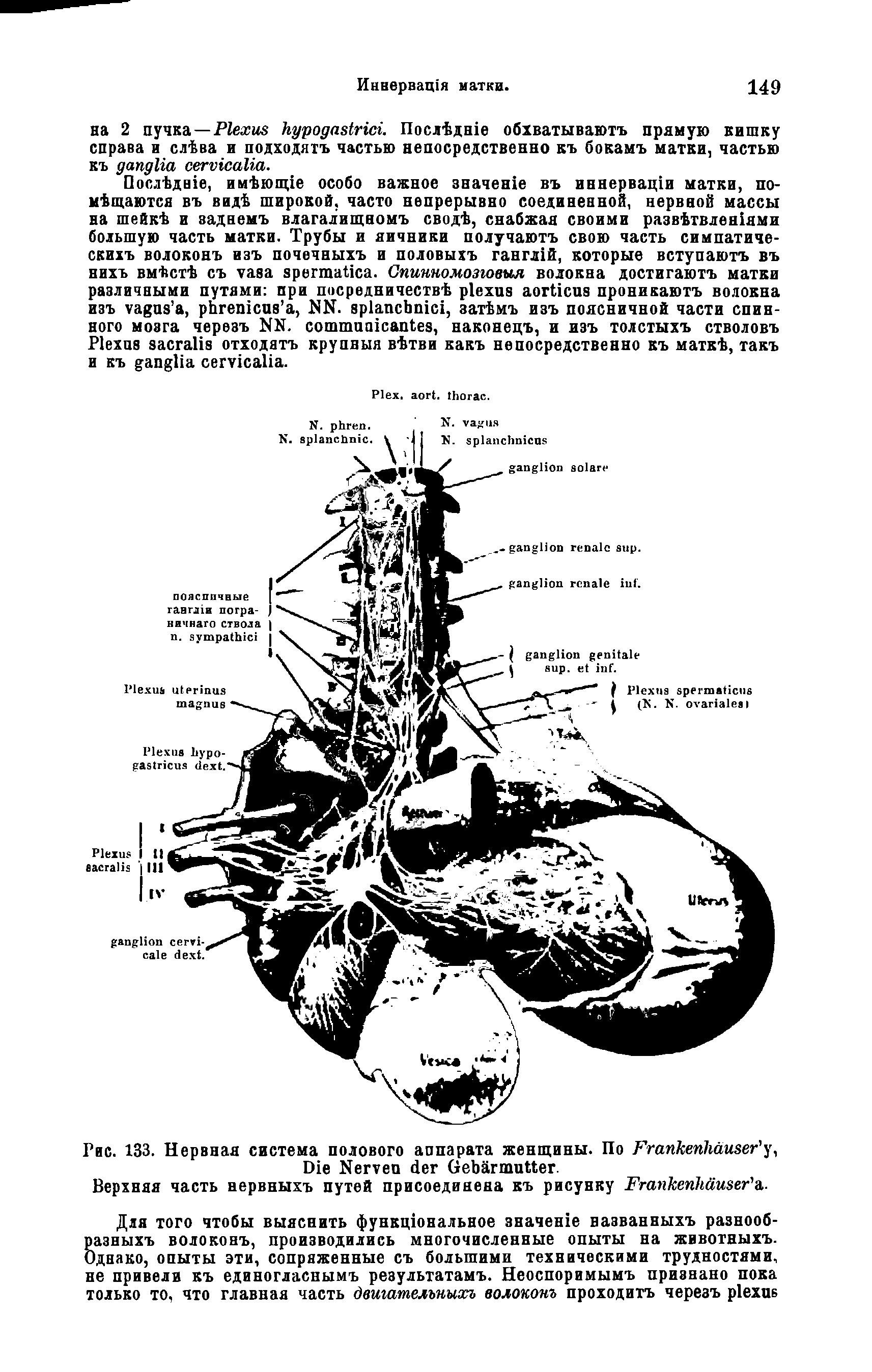 Рис. 133. Нервная система полового аппарата женщины. По F у, D N G .