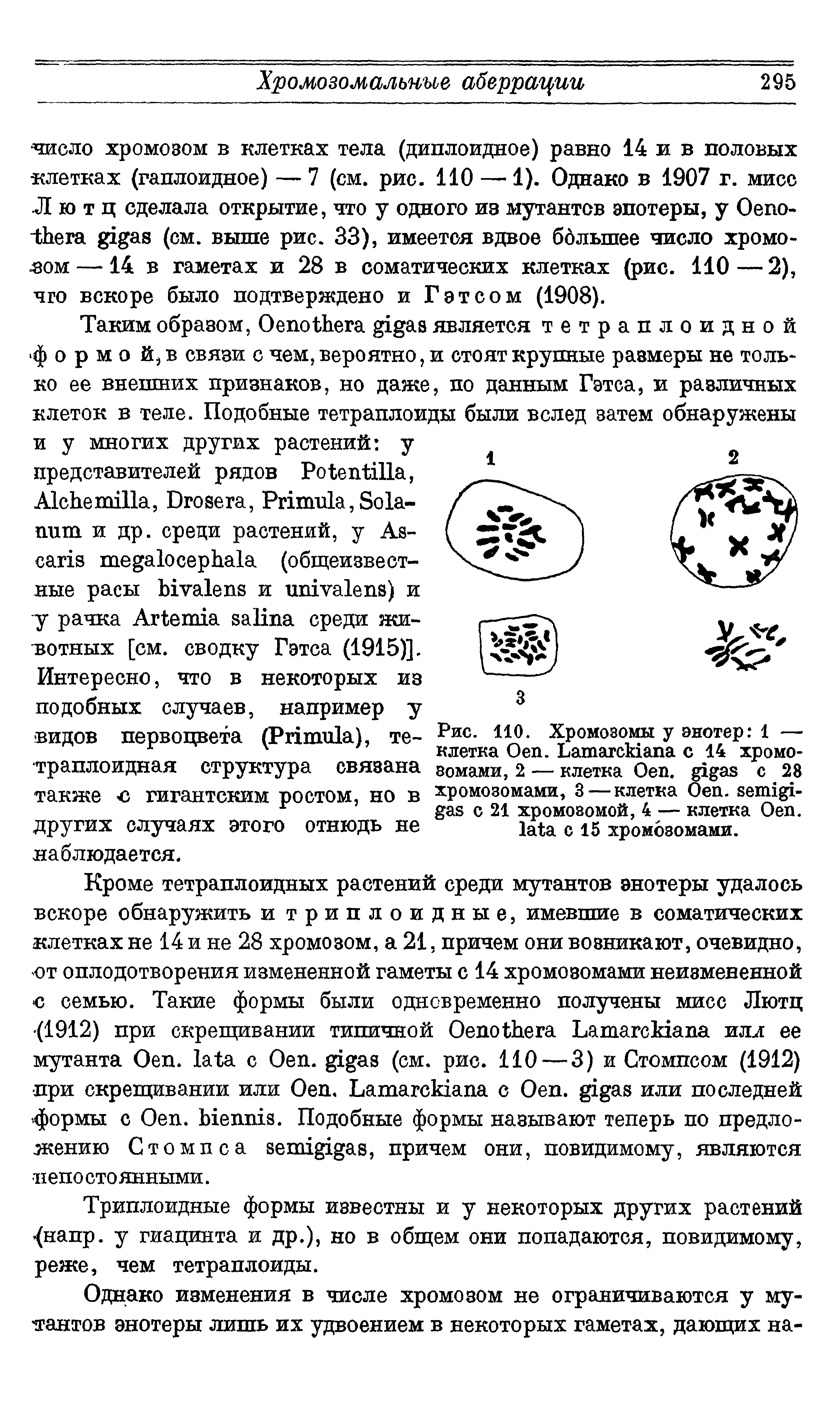 Рис. 110. Хромозомы у энотер 1 — клетка O . L с 14 хромо-эомами, 2 — клетка O . с 28 хромозомами, 3 — клетка O . с 21 хромозомой, 4 — клетка Оеп. с 15 хромозомами.