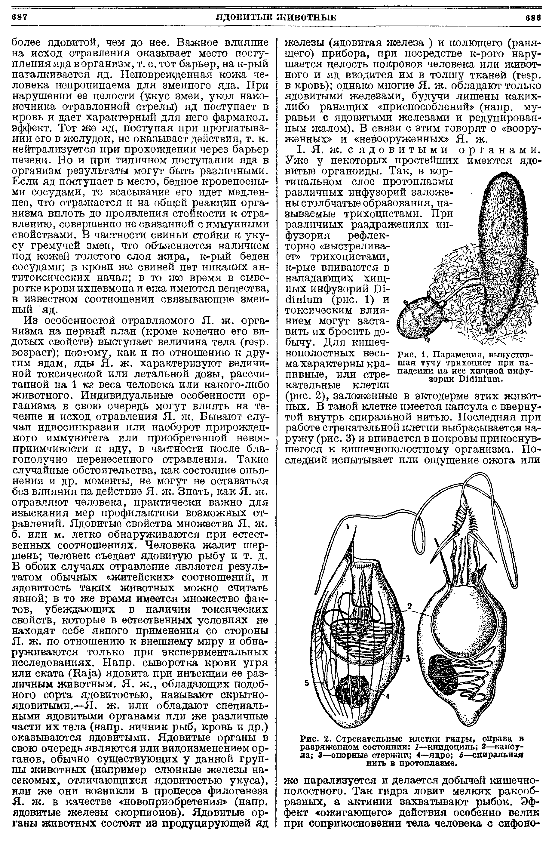 Рис. 1. Парамеция, выпустившая тучу трихоцист при нападении иа нее хищной инфузории О1йш1шп.