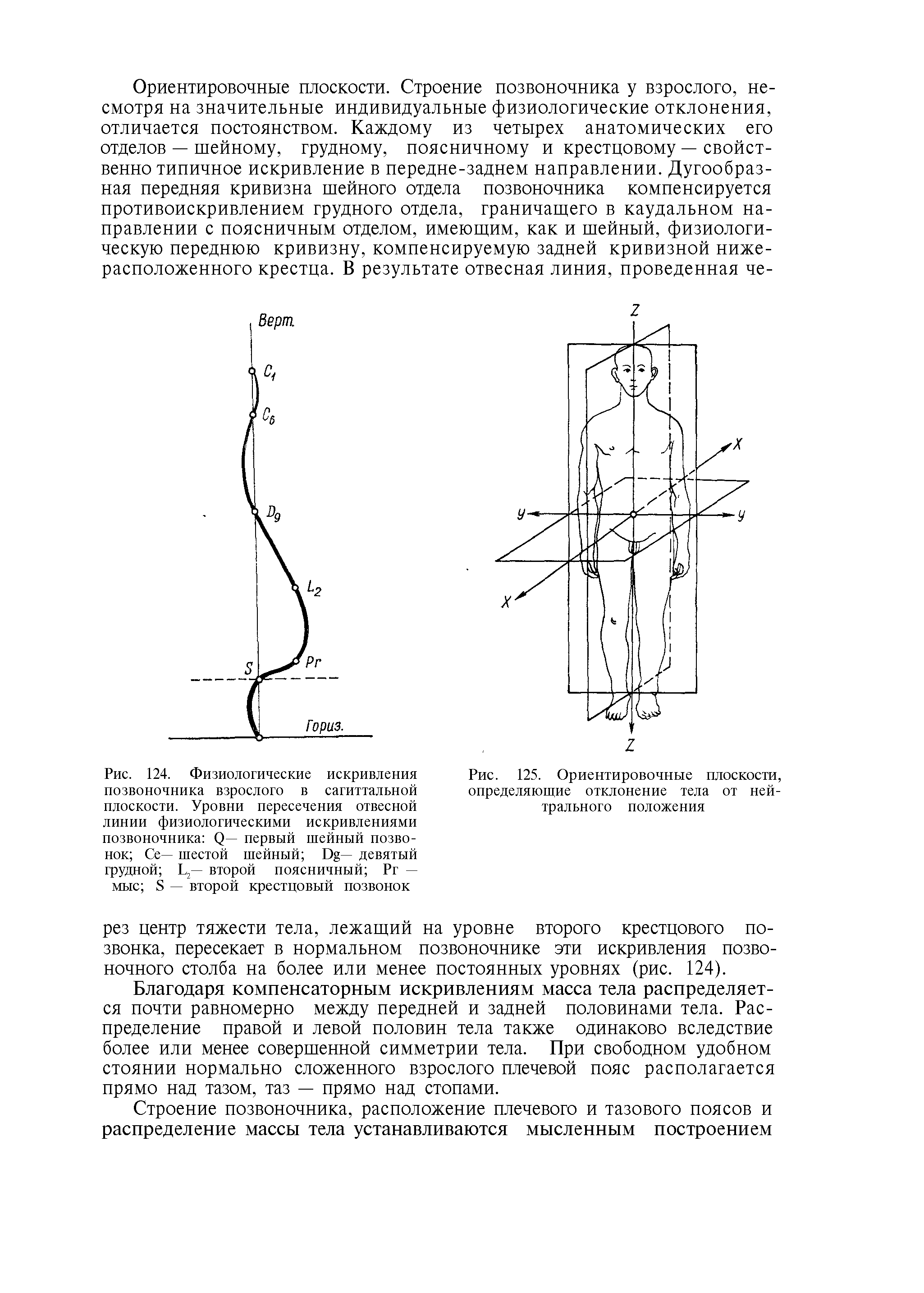 Рис. 124. Физиологические искривления позвоночника взрослого в сагиттальной плоскости. Уровни пересечения отвесной линии физиологическими искривлениями позвоночника <2— первый шейный позвонок Се— шестой шейный D — девятый грудной I второй поясничный Рг — мыс 8 — второй крестцовый позвонок...