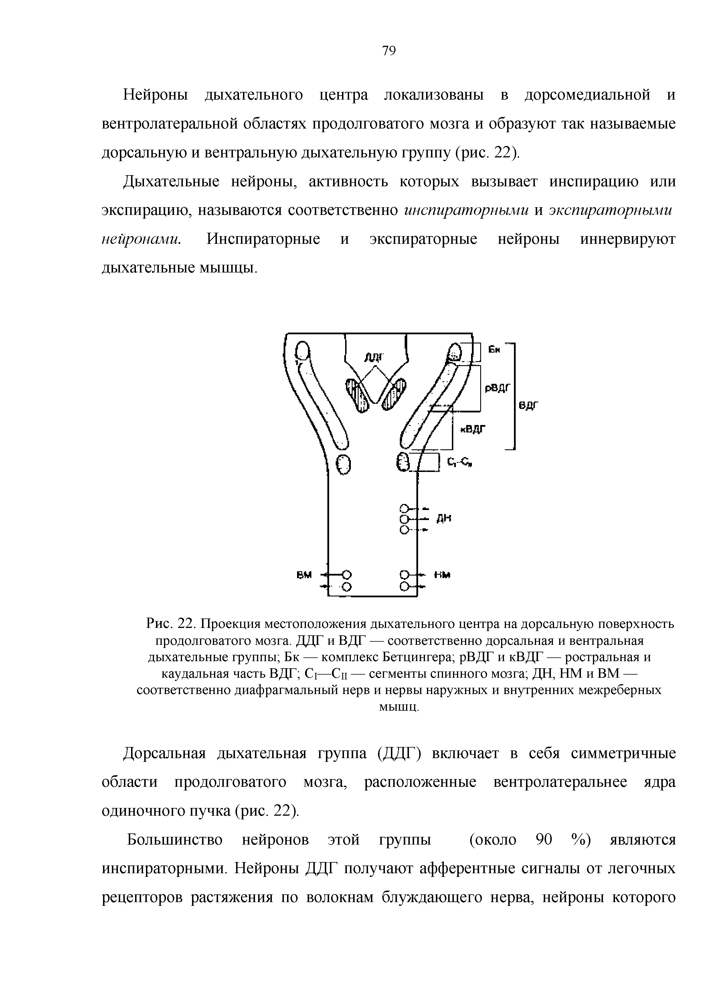 Рис. 22. Проекция местоположения дыхательного центра на дорсальную поверхность продолговатого мозга. ДДТ и ВДГ — соответственно дорсальная и вентральная дыхательные группы Бк — комплекс Бетцингера рВДГ и кВДГ — ростральная и каудальная часть ВДГ С1—Сц — сегменты спинного мозга ДН, НМ и ВМ — соответственно диафрагмальный нерв и нервы наружных и внутренних межреберных мышц.