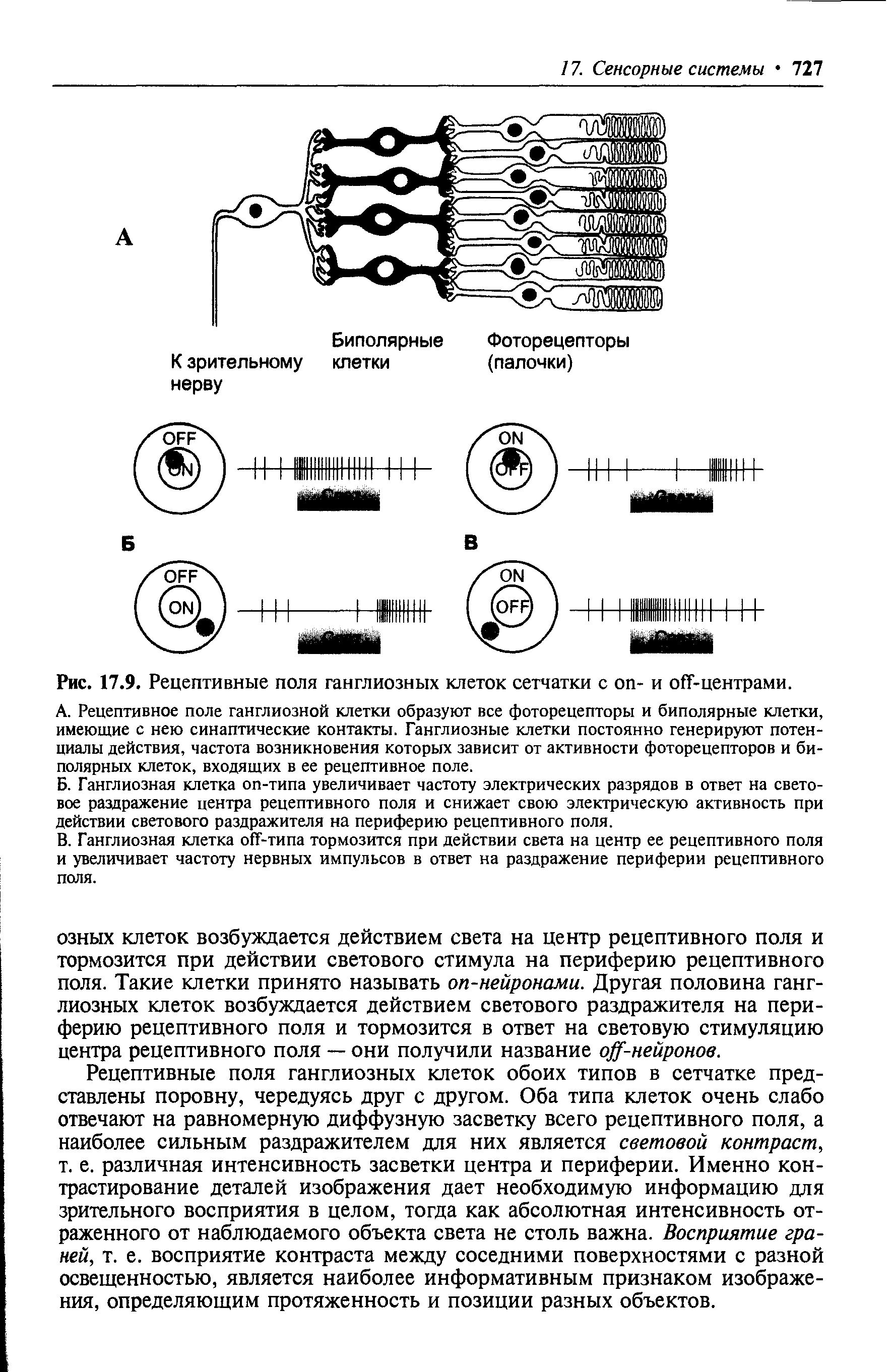 Рис. 17.9. Рецептивные поля ганглиозных клеток сетчатки с - и -центрами.