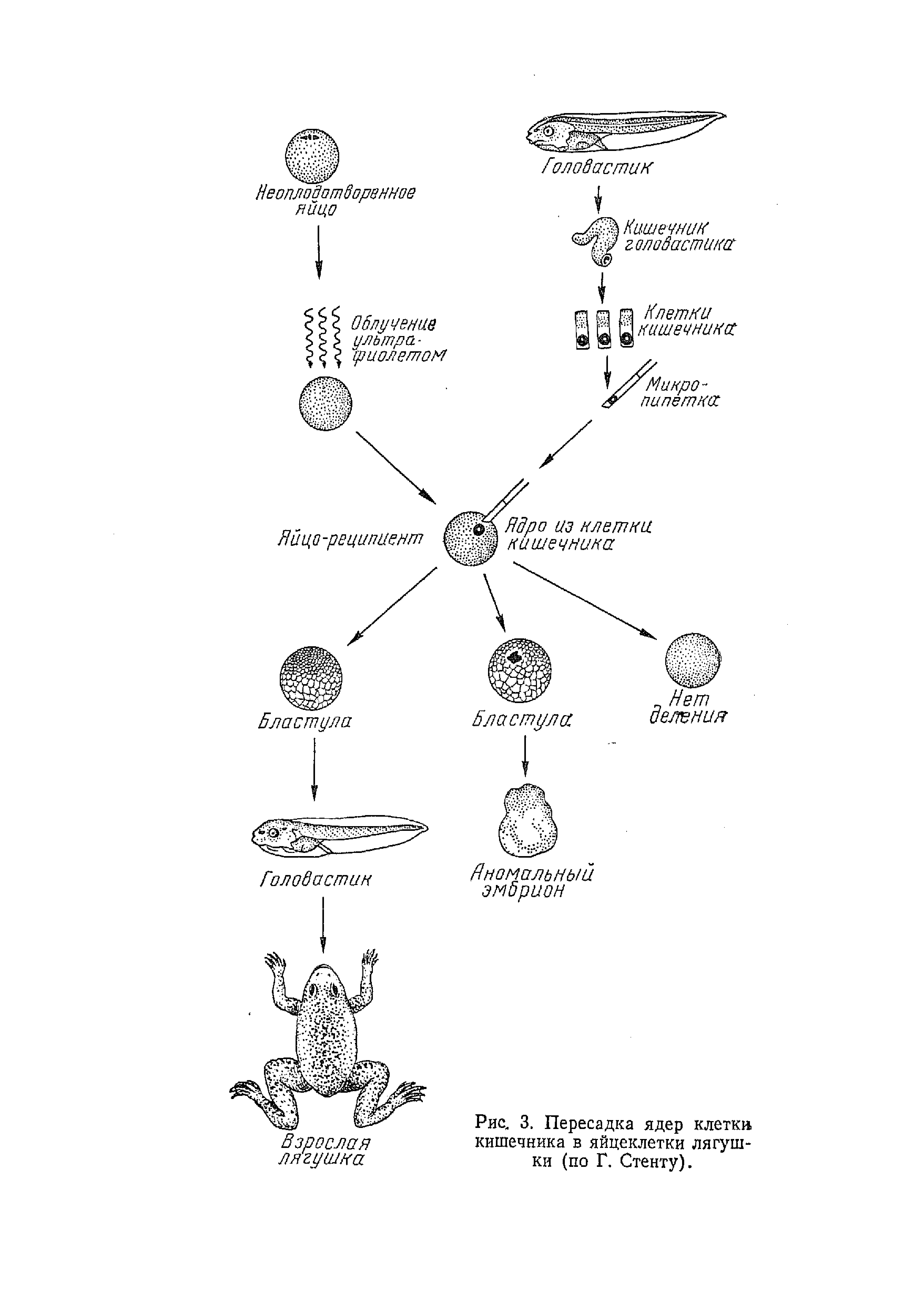 Рис. 3. Пересадка ядер клетки кишечника в яйцеклетки лягушки (по Г. Стенту).