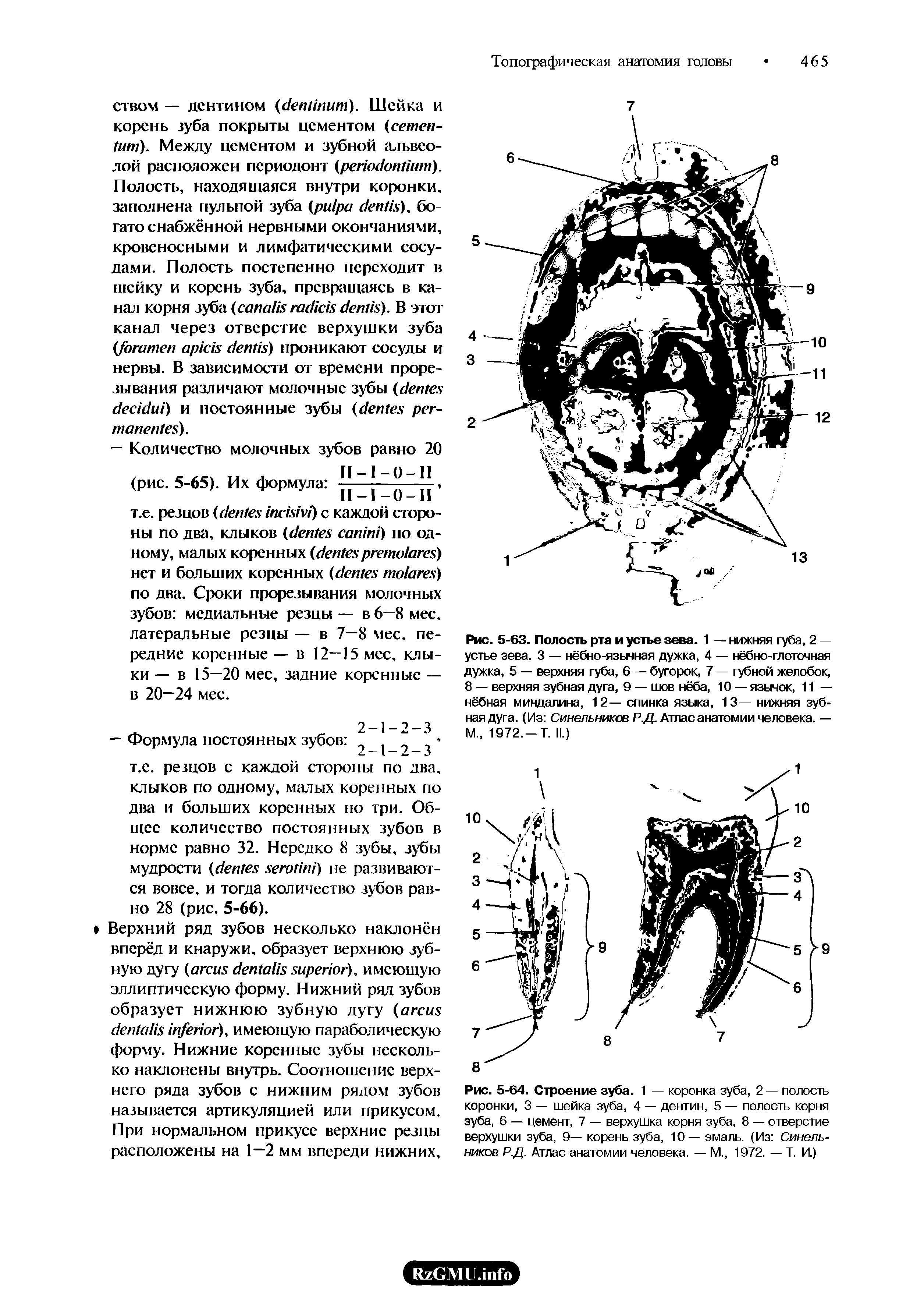 Рис. 5-63. Полость рта и устье зева. 1 — нижняя губа, 2 — устье зева. 3 — нёбно-язычная дужка, 4 — нёбно-глоточная дужка, 5 — верхняя губа, 6 — бугорок, 7 — губной желобок, 8 — верхняя зубная дуга, 9 — шов нёба, 10 — язычок, 11 — нёбная миндалина, 12— спинка языка, 13— нижняя зубная дуга. (Из Синельников Р.Д. Атлас анатомии человека. — М 1972,-Т. II.)...