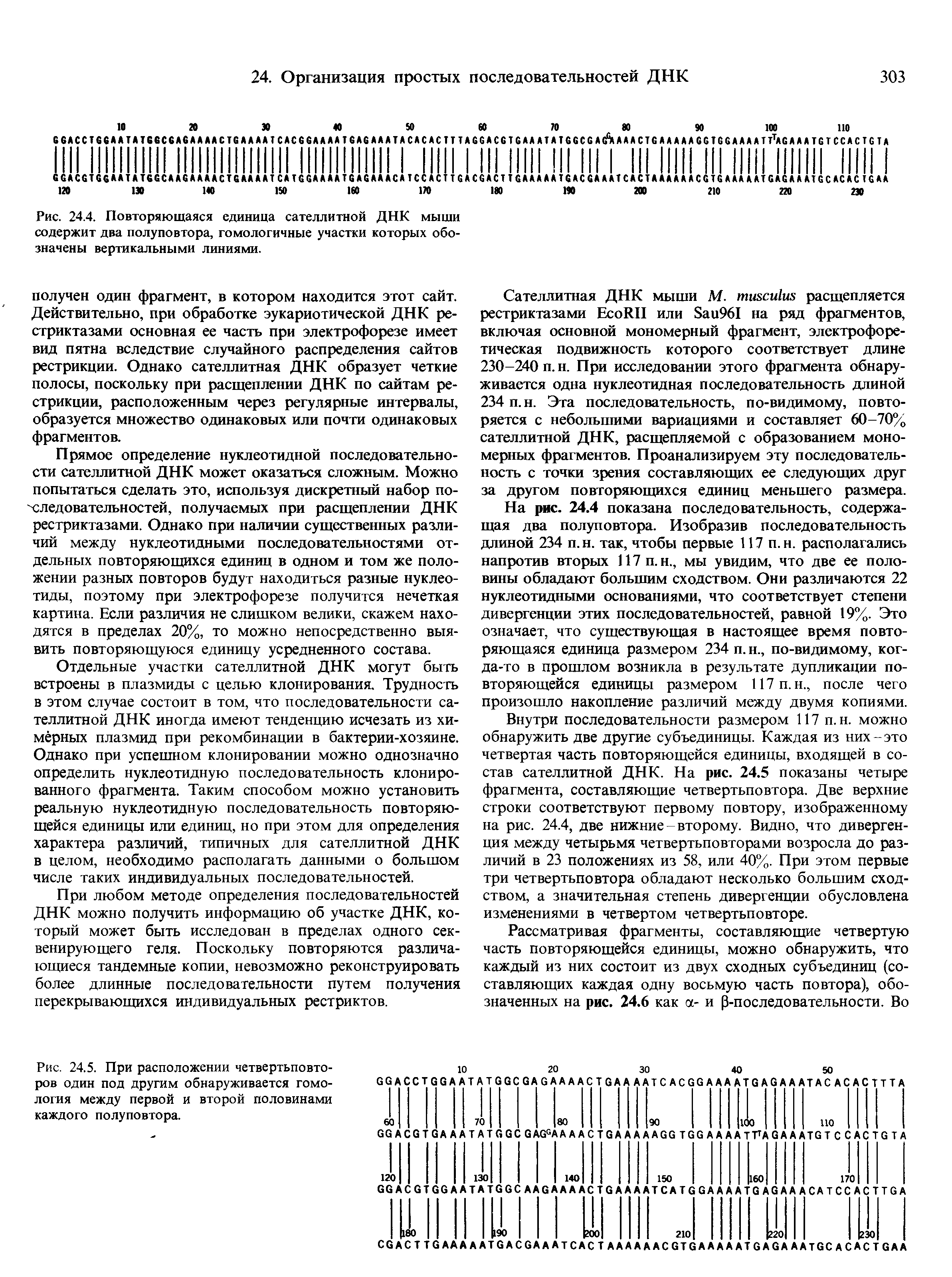 Рис. 24.4. Повторяющаяся единица сателлитной ДНК мыши содержит два полуповтора, гомологичные участки которых обозначены вертикальными линиями.