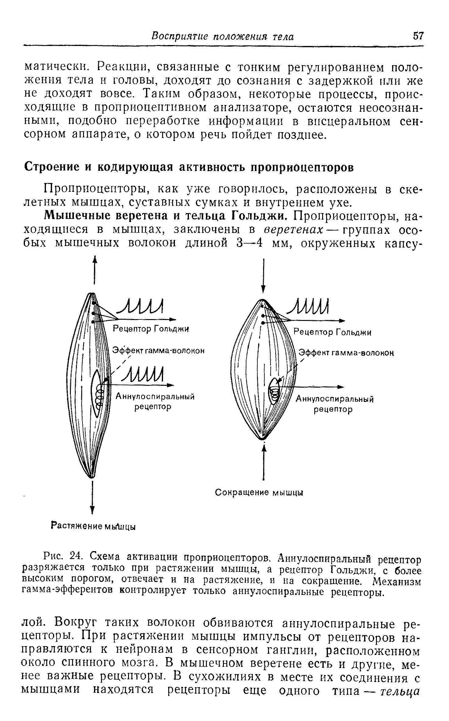 Рис. 24. Схема активации проприоцепторов. Аннулоспиральный рецептор разряжается только при растяжении мышцы, а рецептор Гольджи, с более высоким порогом, отвечает и на растяжение, и на сокращение. Механизм гамма-эфферентов контролирует только аннулоспиральные рецепторы.