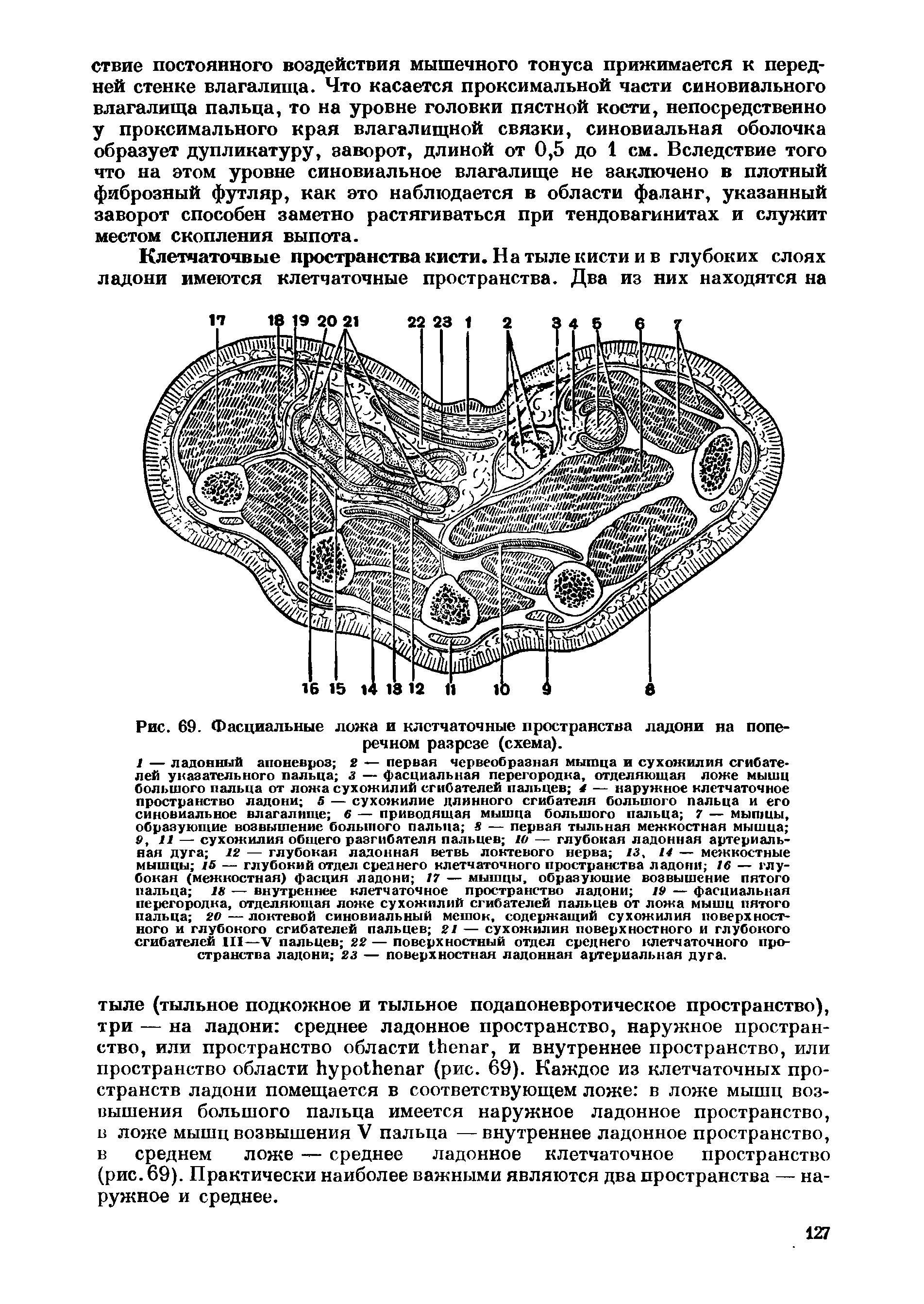 Рис. 69. Фасциальные ложа и клетчаточные пространства ладони на поперечном разрезе (схема).