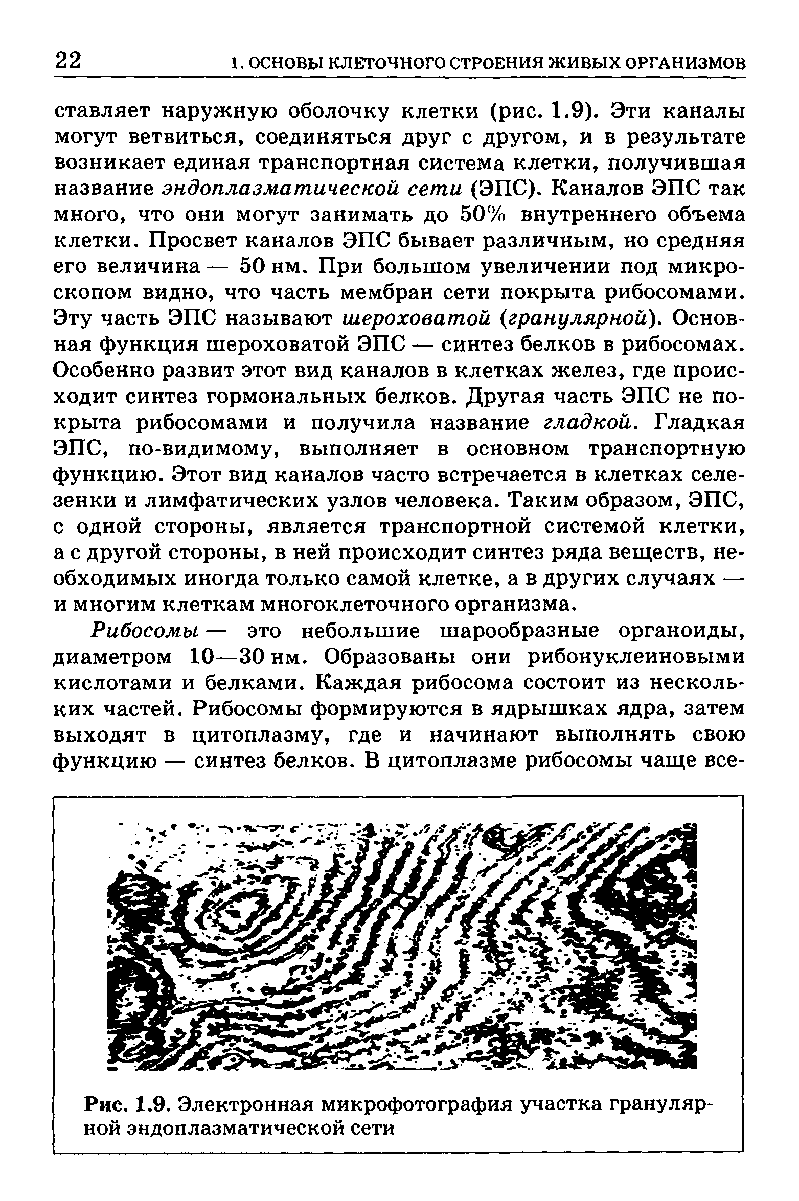 Рис. 1.9. Электронная микрофотография участка гранулярной эндоплазматической сети...