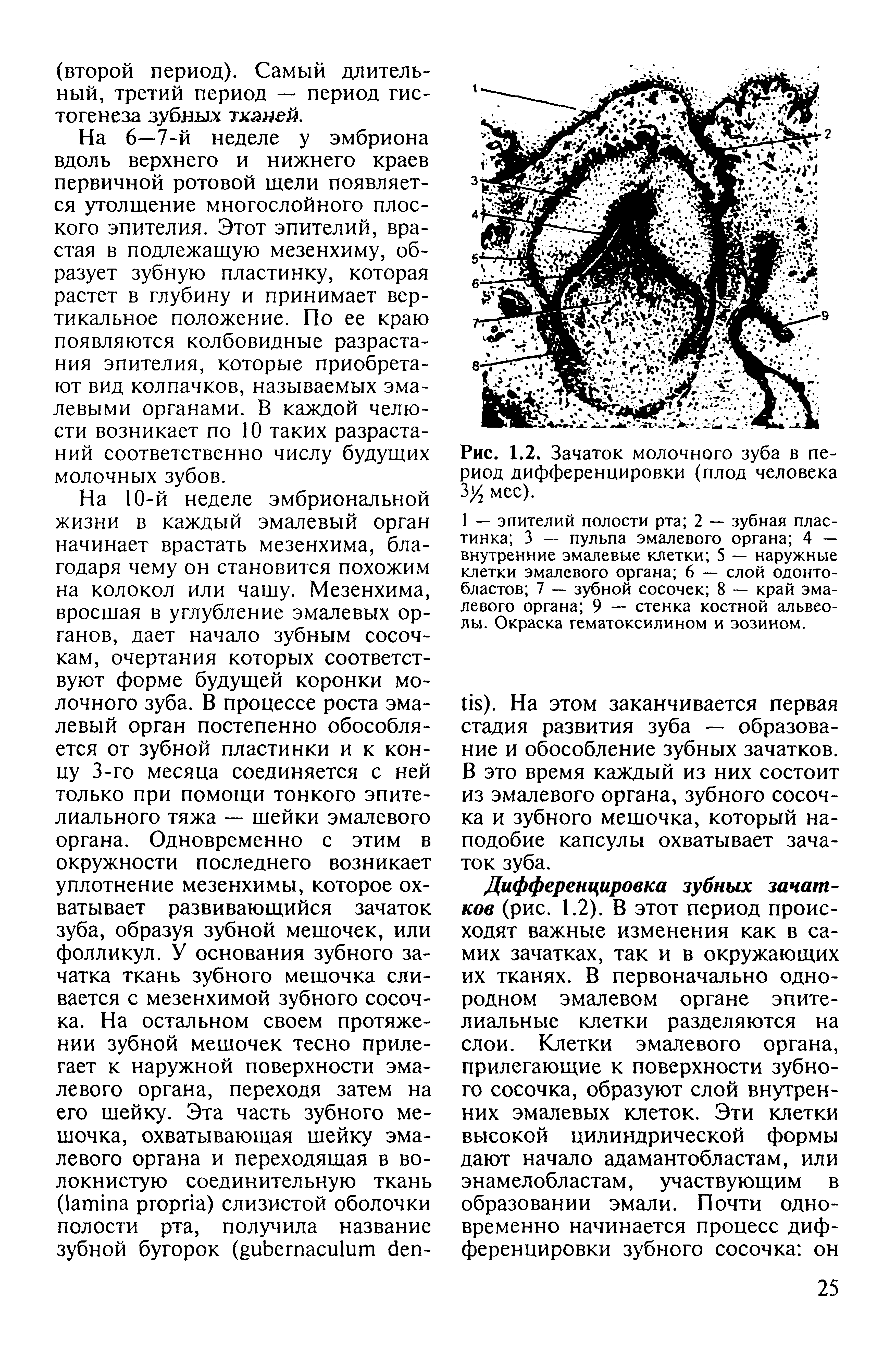 Рис. 1.2. Зачаток молочного зуба в период дифференцировки (плод человека Зу2 мес).