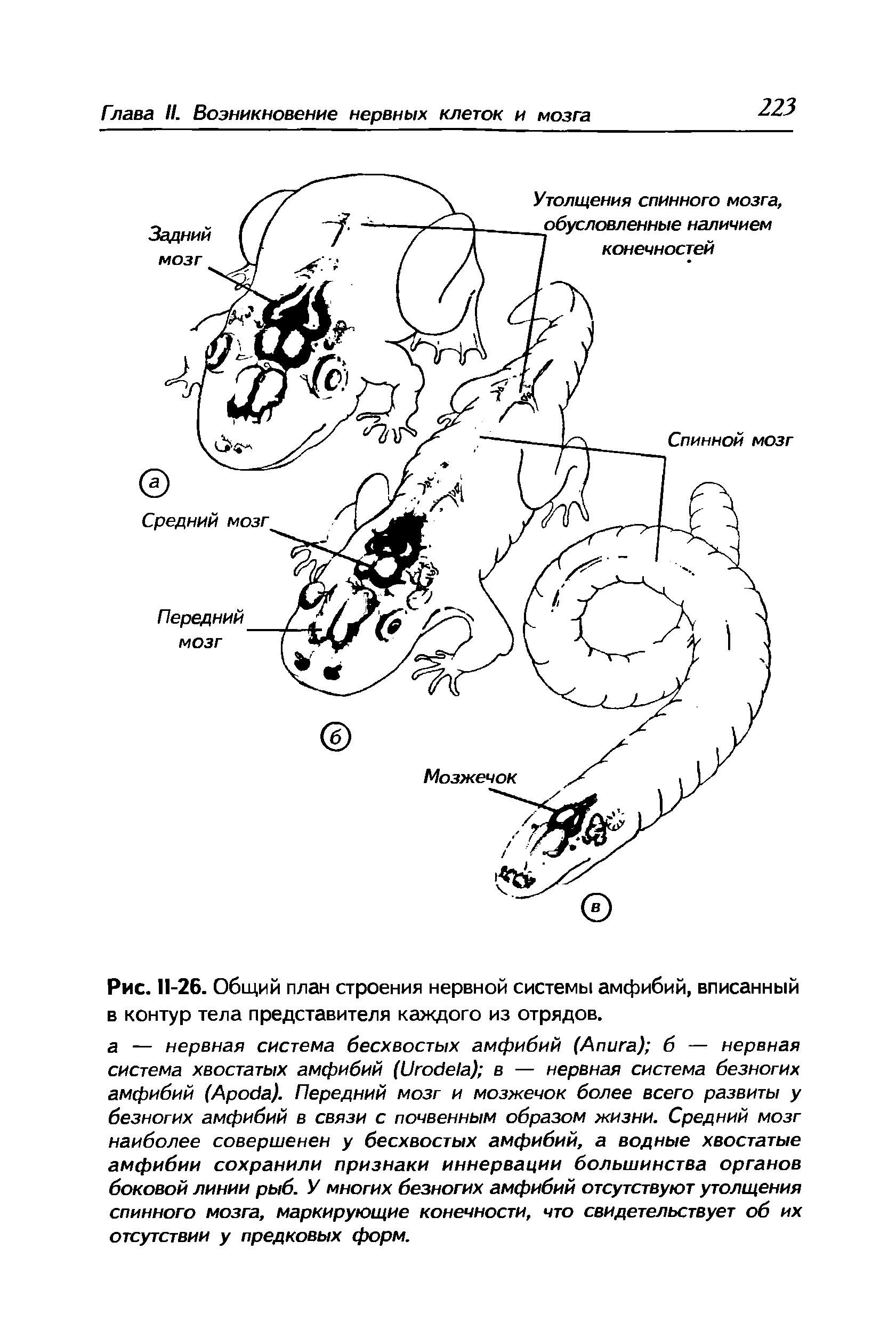 Рис. 11-26. Общий план строения нервной системы амфибий, вписанный в контур тела представителя каждого из отрядов.