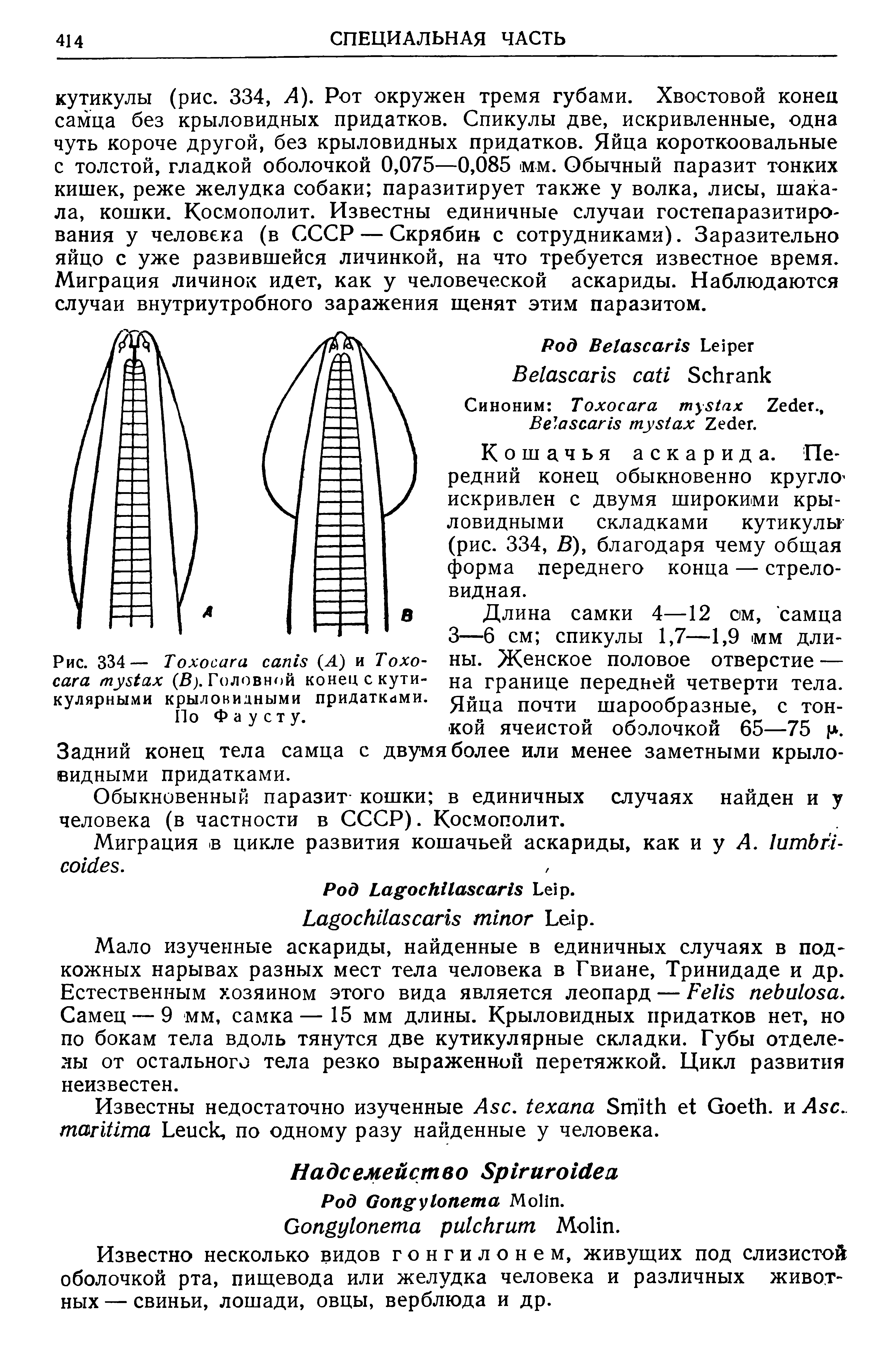 Рис. 334— T (Л) и T (В). Головной конец с кутикулярными крыловидными придатками. По Фаусту.