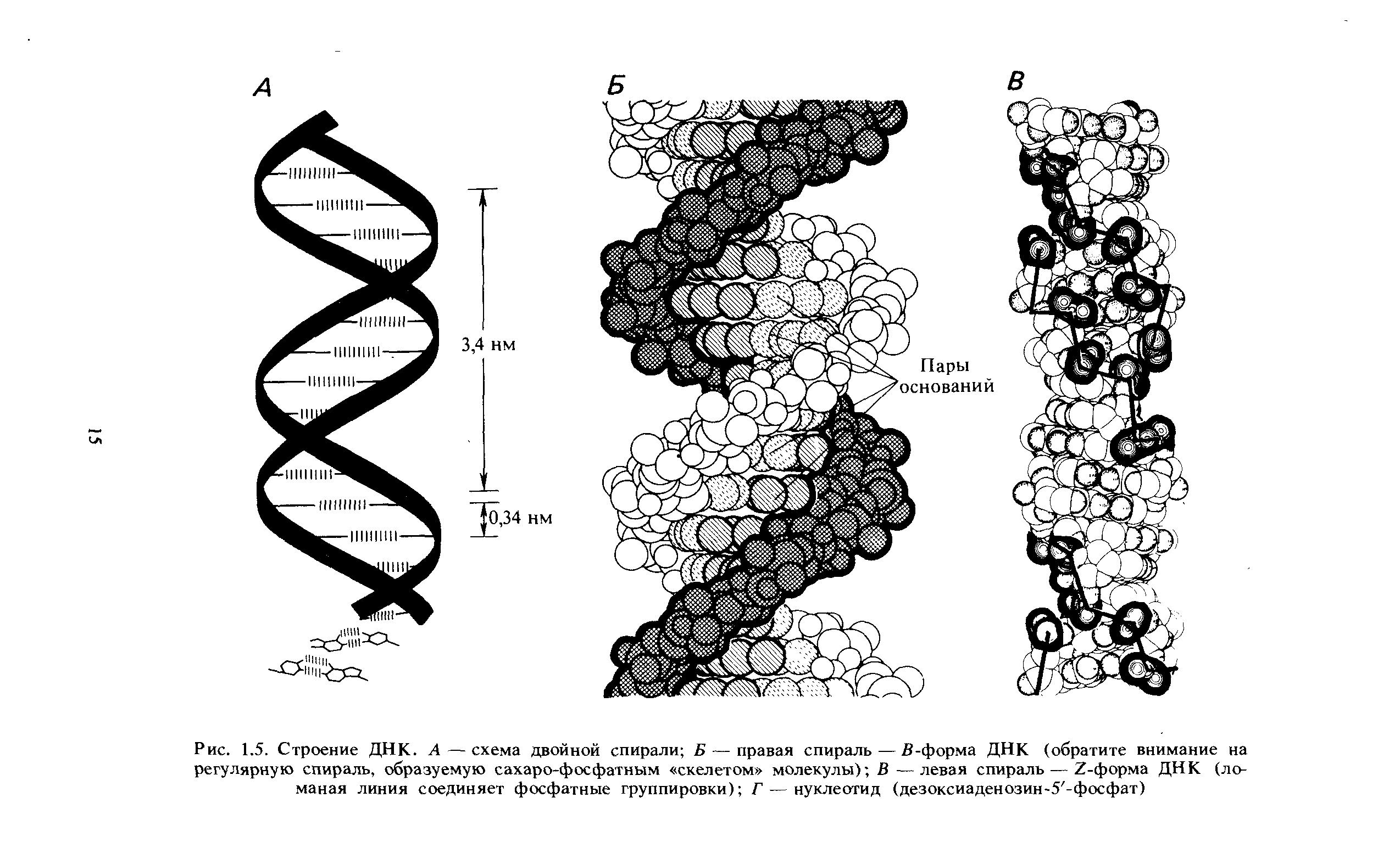 Рис. 1.5. Строение ДНК. А — схема двойной спирали Б — правая спираль — В-форма ДНК (обратите внимание на регулярную спираль, образуемую сахаро-фосфатным скелетом молекулы) В —левая спираль — /-форма ДНК (ломаная линия соединяет фосфатные группировки) Г — нуклеотид (дезоксиаденозин-5 -фосфат)...