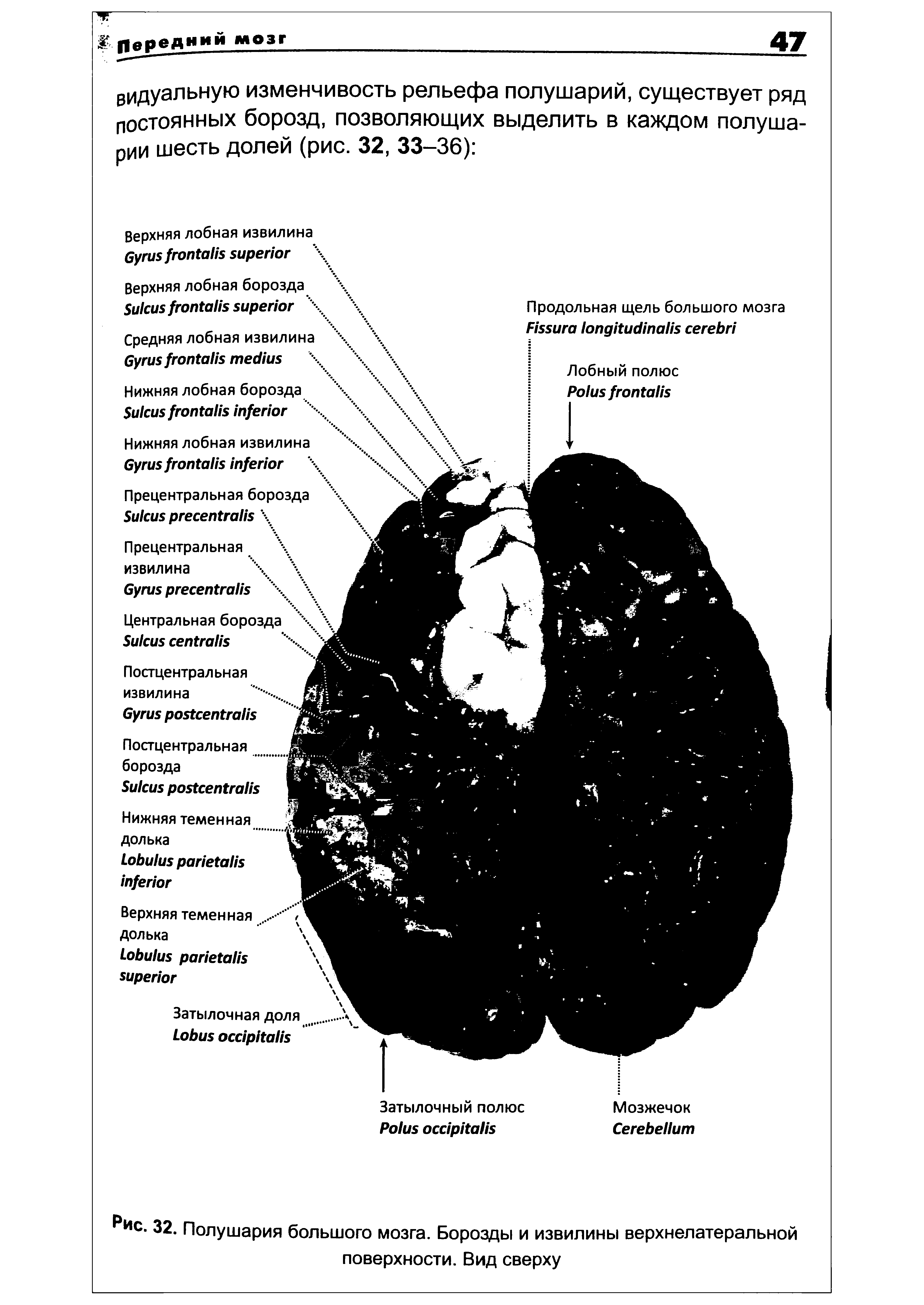 Рис. 32. Полушария большого мозга. Борозды и извилины верхнелатеральной поверхности. Вид сверху...