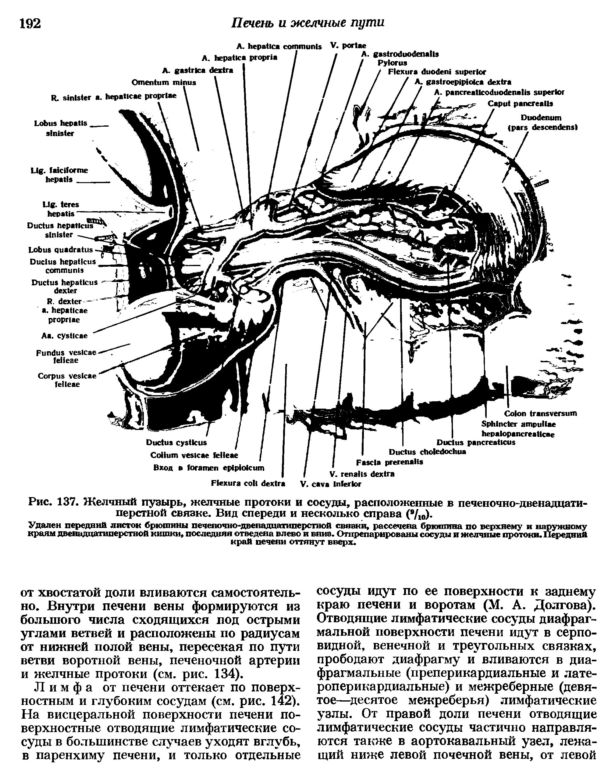 Рис. 137. Желчный пузырь, желчные протоки и сосуды, расположенные в печеночно-двенадцатиперстной связке. Вид спереди и несколько справа ( /ю)-...