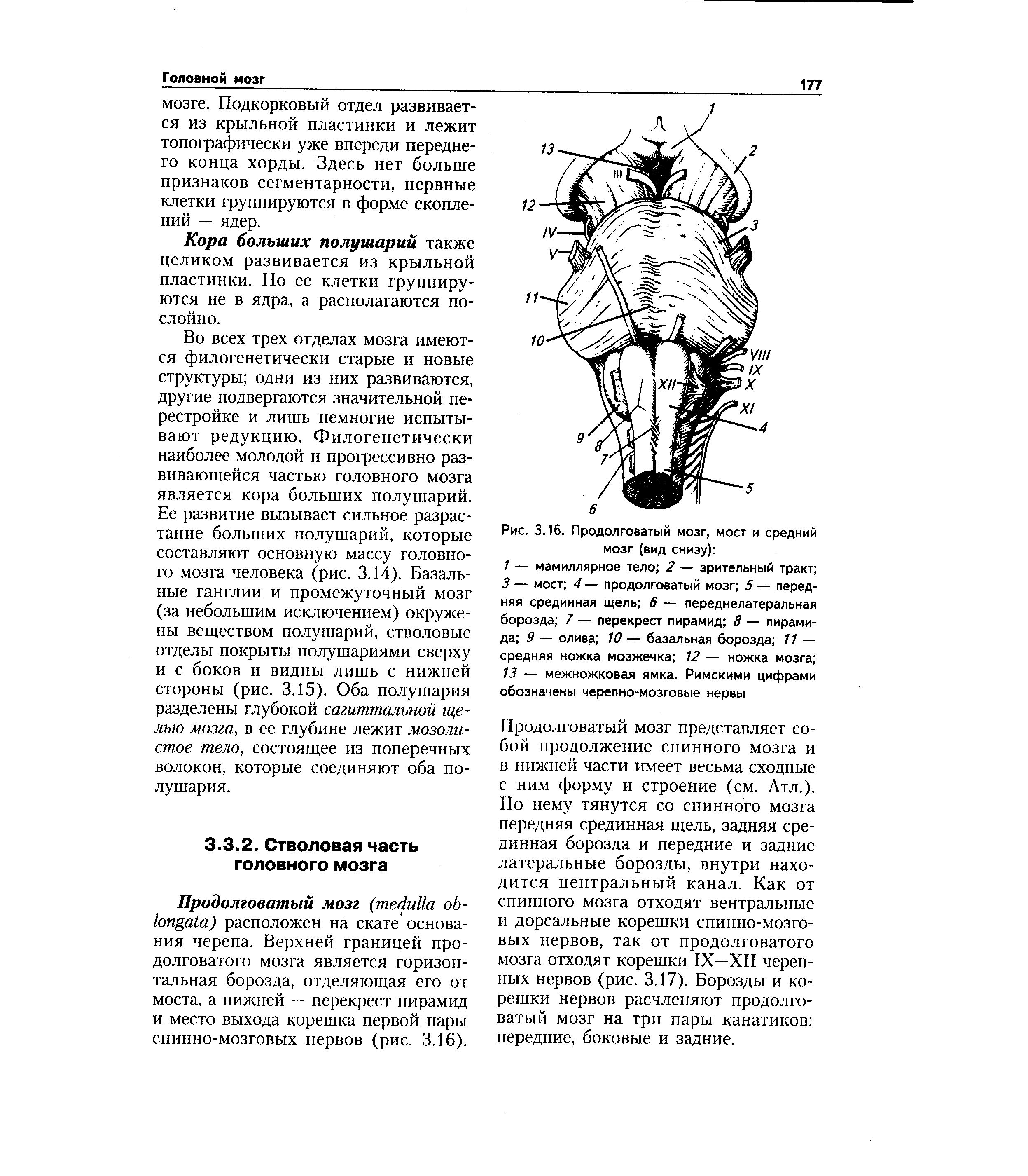 Рис. 3.16. Продолговатый мозг, мост и средний мозг (вид снизу) ...