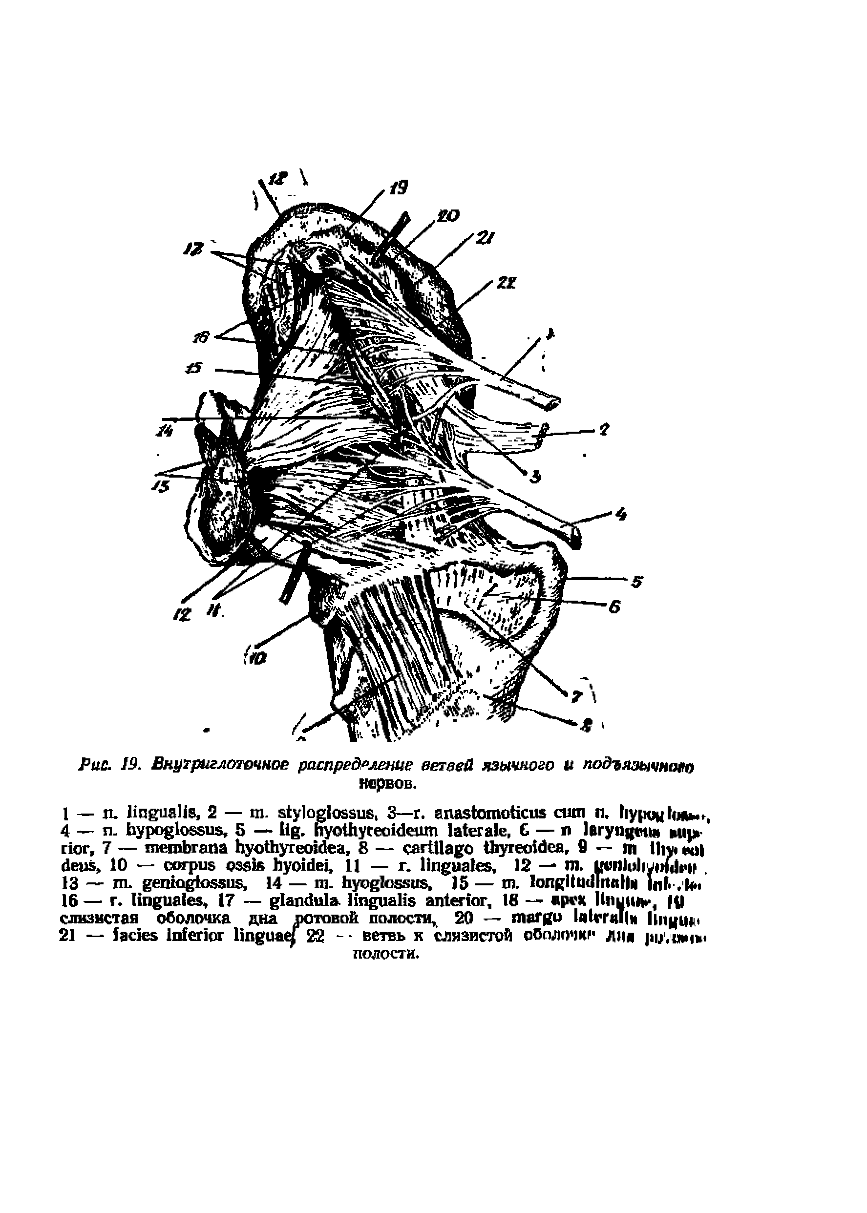 Рис. IS. Внутриглоточное распределение ветвей язычного и подъязычною нервов.