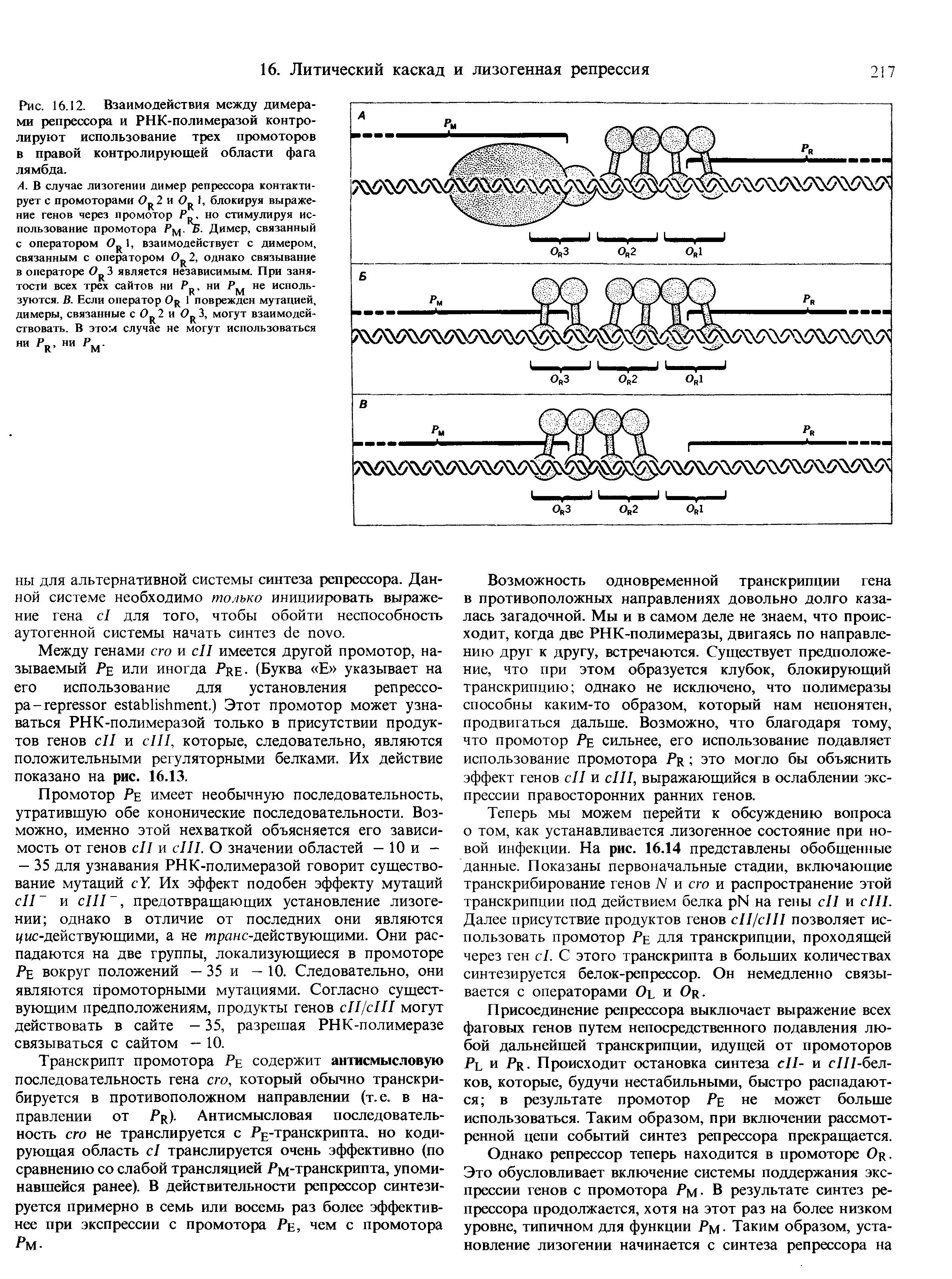 Рис. 16.12. Взаимодействия между димерами репрессора и РНК-полимеразой контролируют использование трех промоторов в правой контролирующей области фага лямбда.