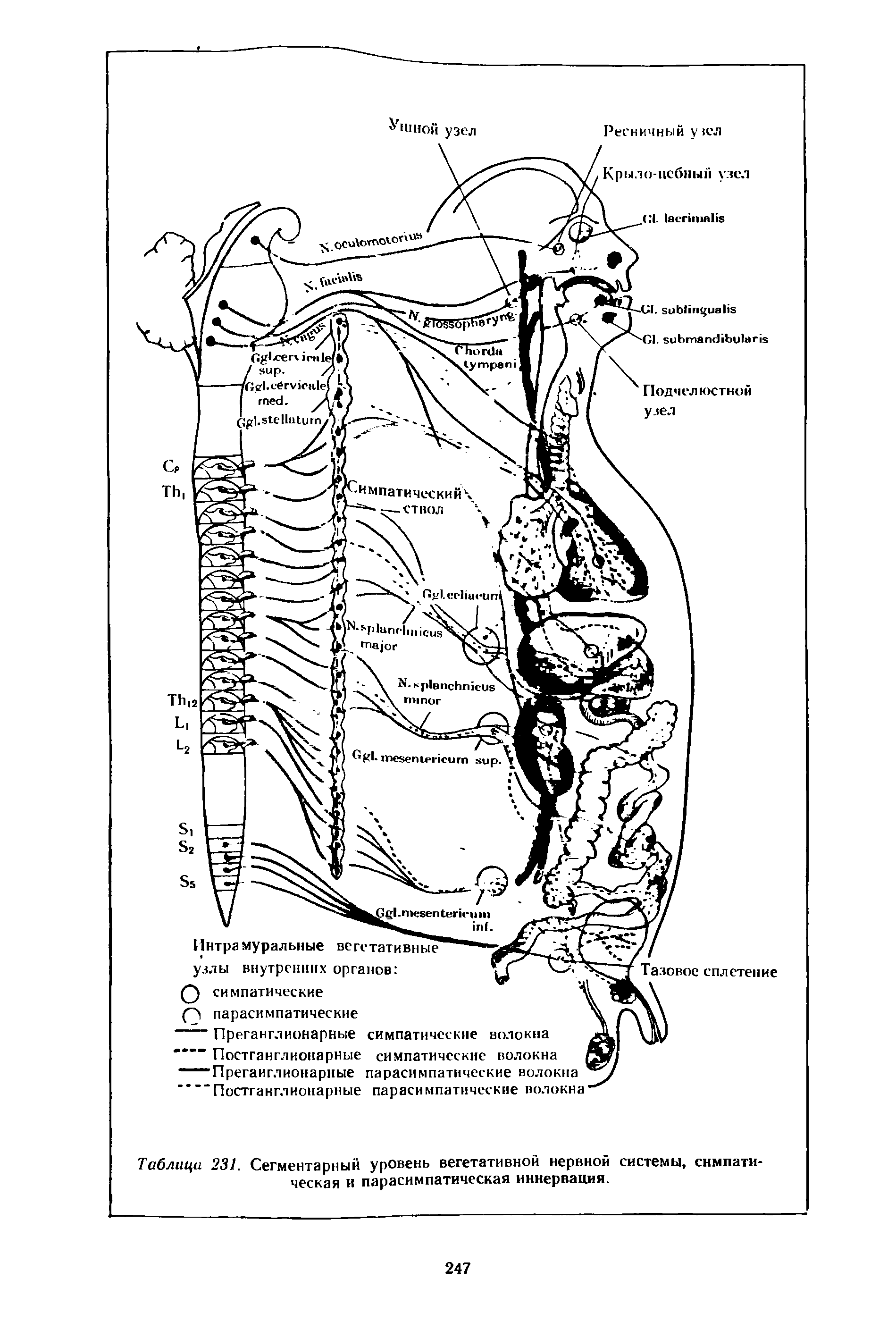 Таблица 231. Сегментарный уровень вегетативной нервной системы, симпатическая и парасимпатическая иннервация.