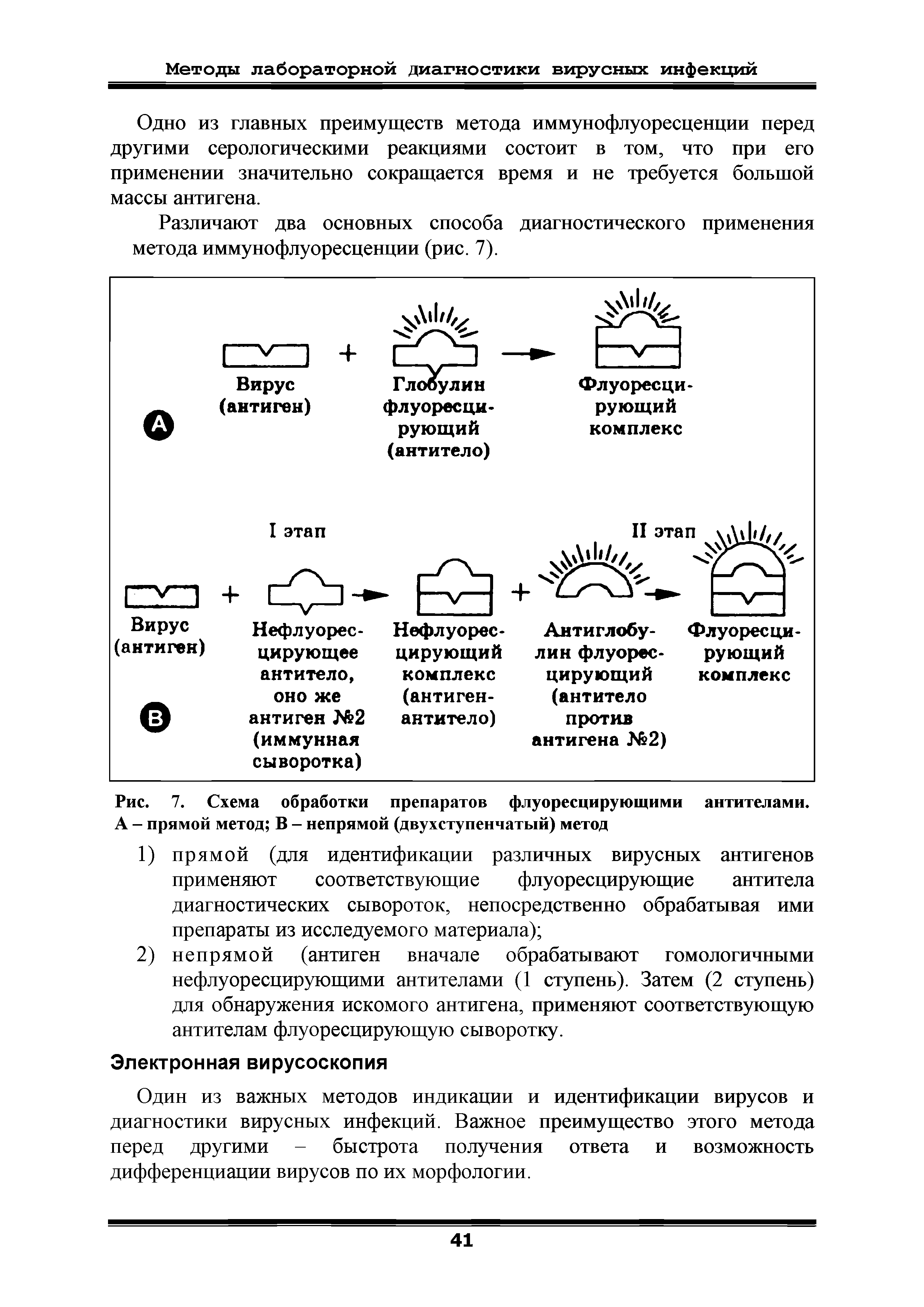 Рис. 7. Схема обработки препаратов флуоресцирующими антителами. А - прямой метод В - непрямой (двухступенчатый) метод...