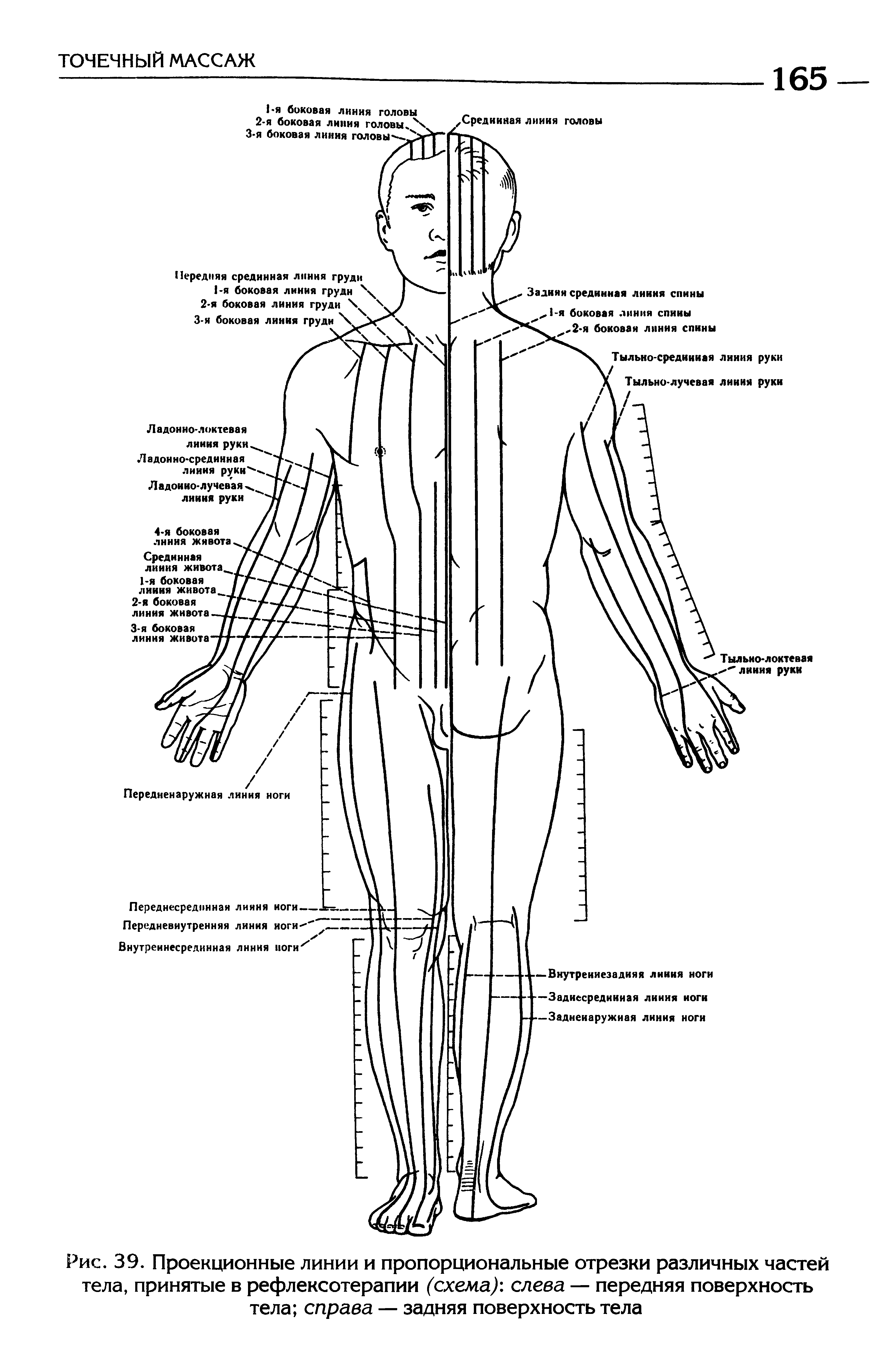 Рис. 39. Проекционные линии и пропорциональные отрезки различных частей тела, принятые в рефлексотерапии (схема) слева — передняя поверхность тела справа — задняя поверхность тела...