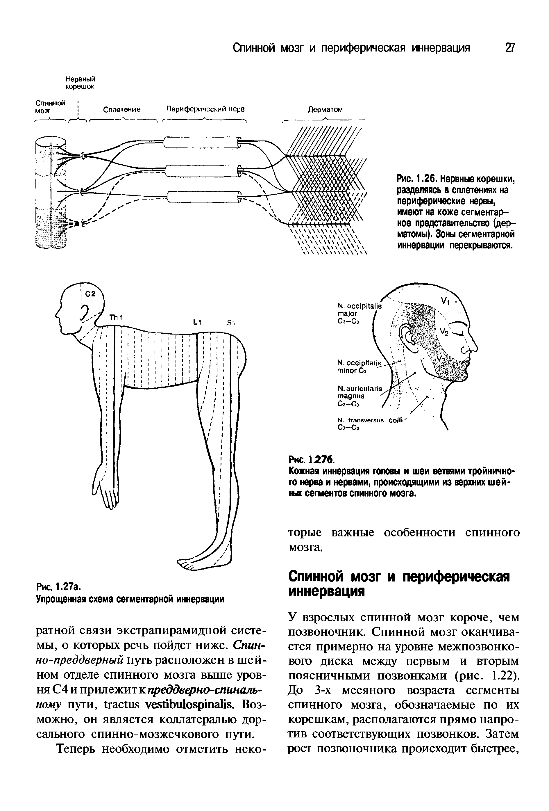 Рис. 1.26. Нервные корешки, разделяясь в сплетениях на периферические нервы, имеют на коже сегментарное представительство (дерматомы). Зоны сегментарной иннервации перекрываются.