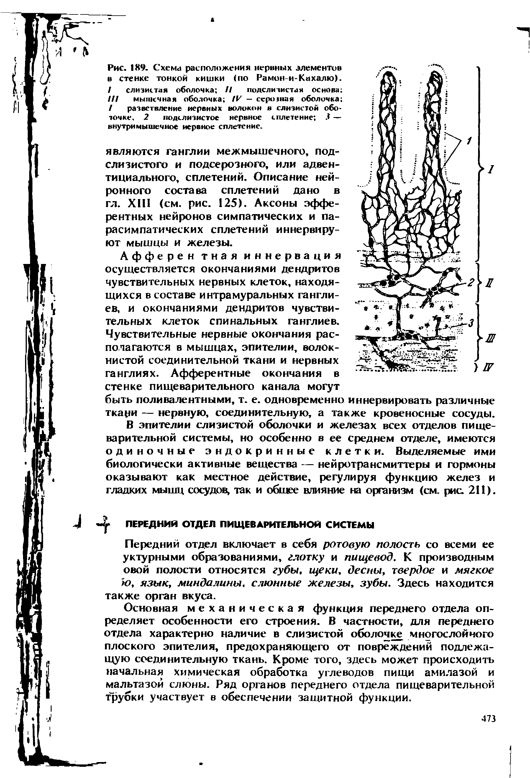 Рис. 189. Схема расположения нервных элементов в стенке тонкой кишки (по Рамон-и-Кахалю). / слизистая оболочка // подслизистая основа /// мышечная оболочка IV — ссршная оболочка / разветвление нервных волокон в слизистой обо-точке, 2 подслизистое нервное сплетение Л — внутримышечное нервное сплетение.