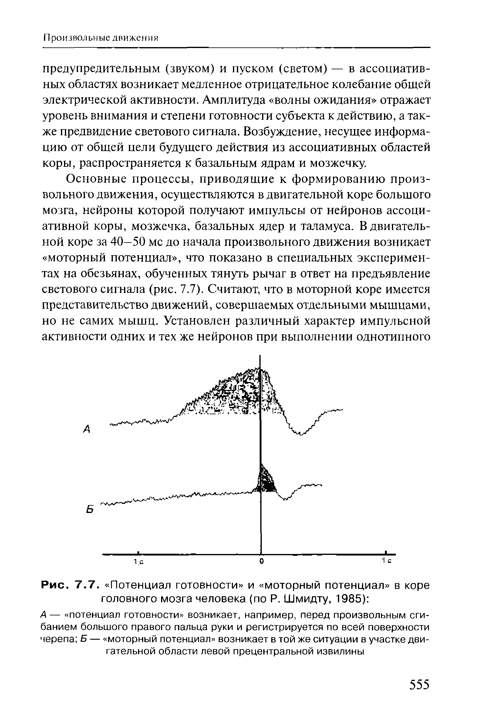 Рис. 7.7. Потенциал готовности и моторный потенциал в коре головного мозга человека (по Р. Шмидту, 1985) ...