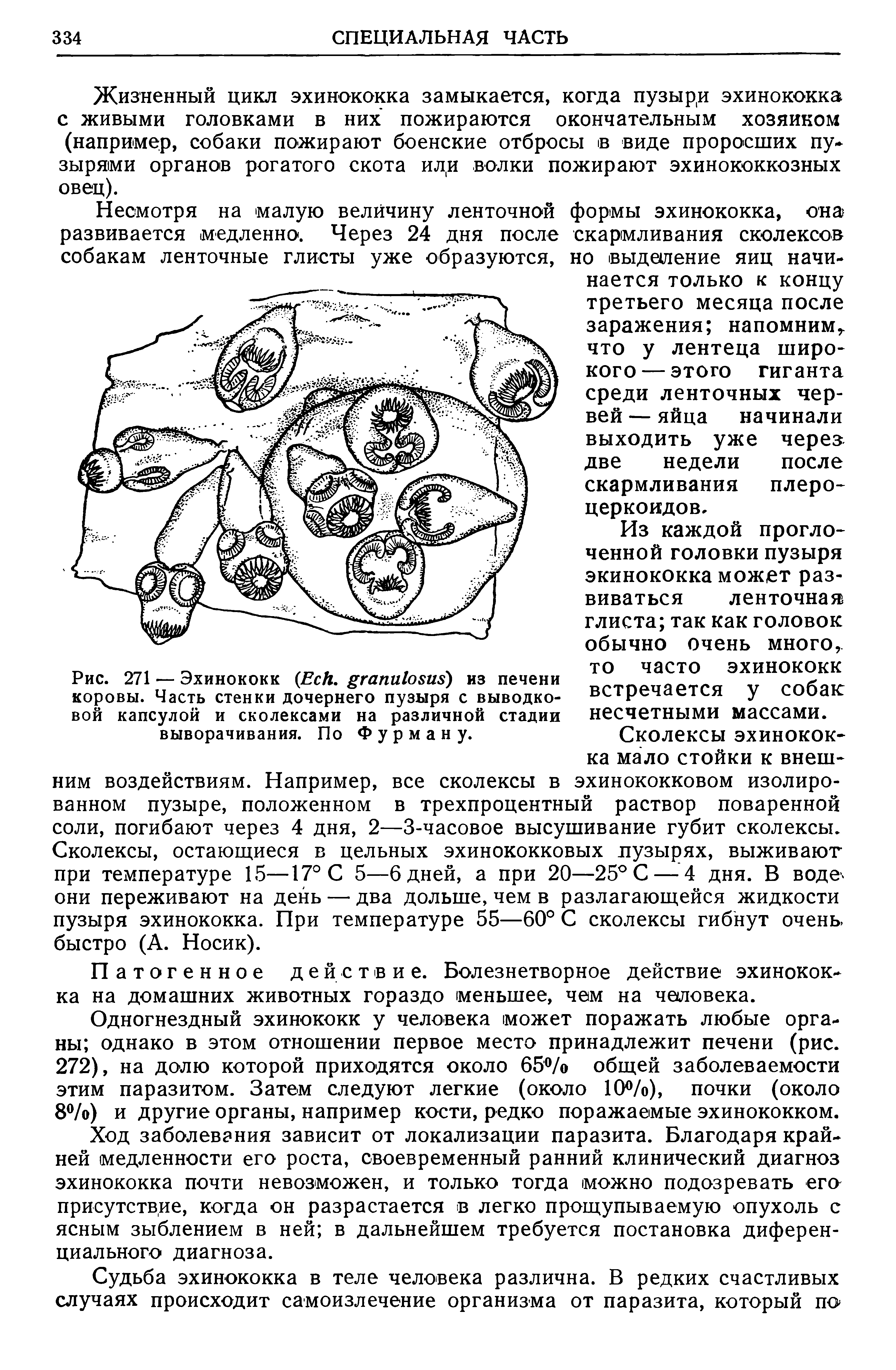 Рис. 271 — Эхинококк (E . ) из печени коровы. Часть стенки дочернего пузыря с выводковой капсулой и сколексами на различной стадии выворачивания. По Фурману.