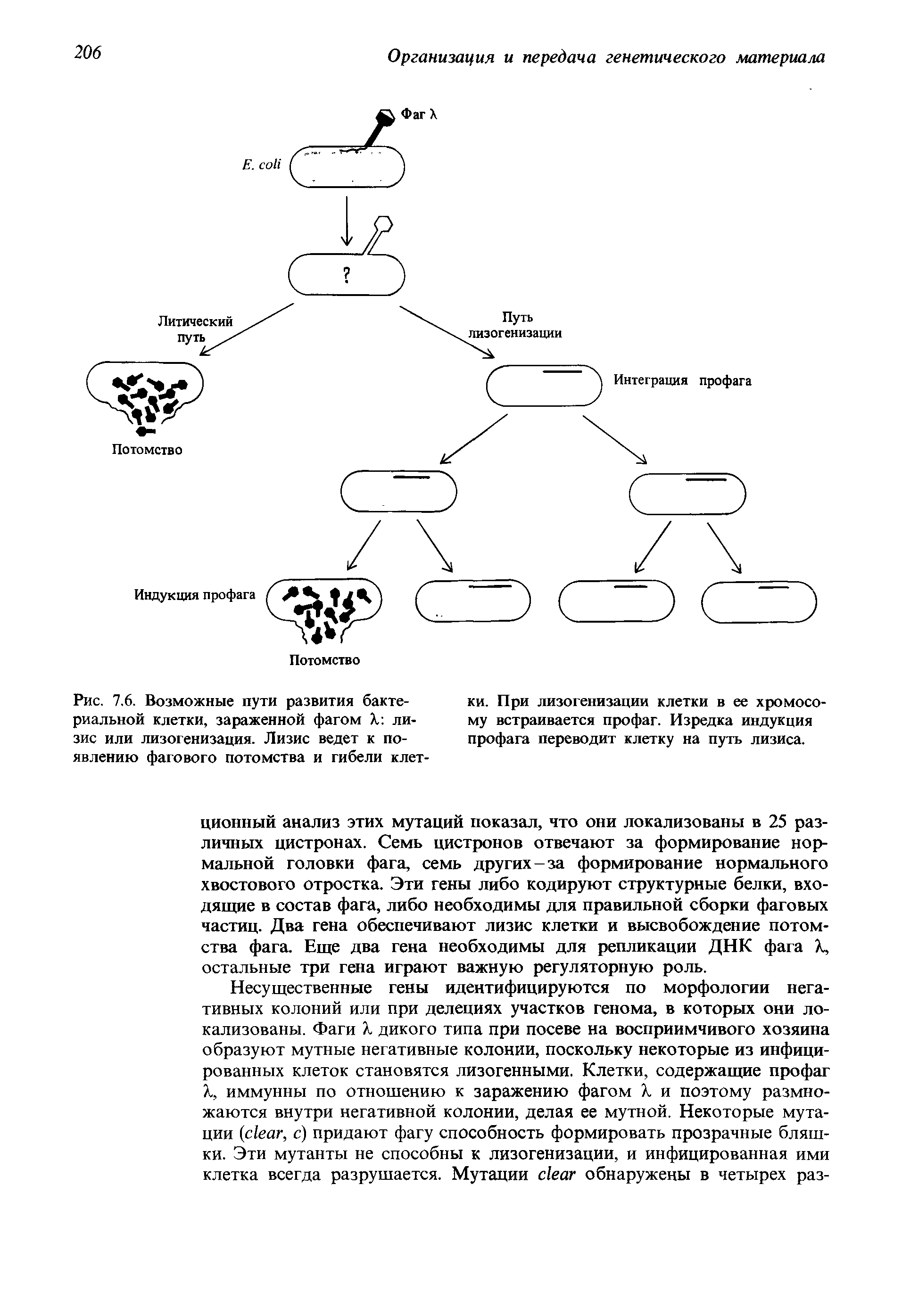 Рис. 7.6. Возможные пути развития бактериальной клетки, зараженной фагом X лизис или лизогенизация. Лизис ведет к появлению фагового потомства и гибели клет-...