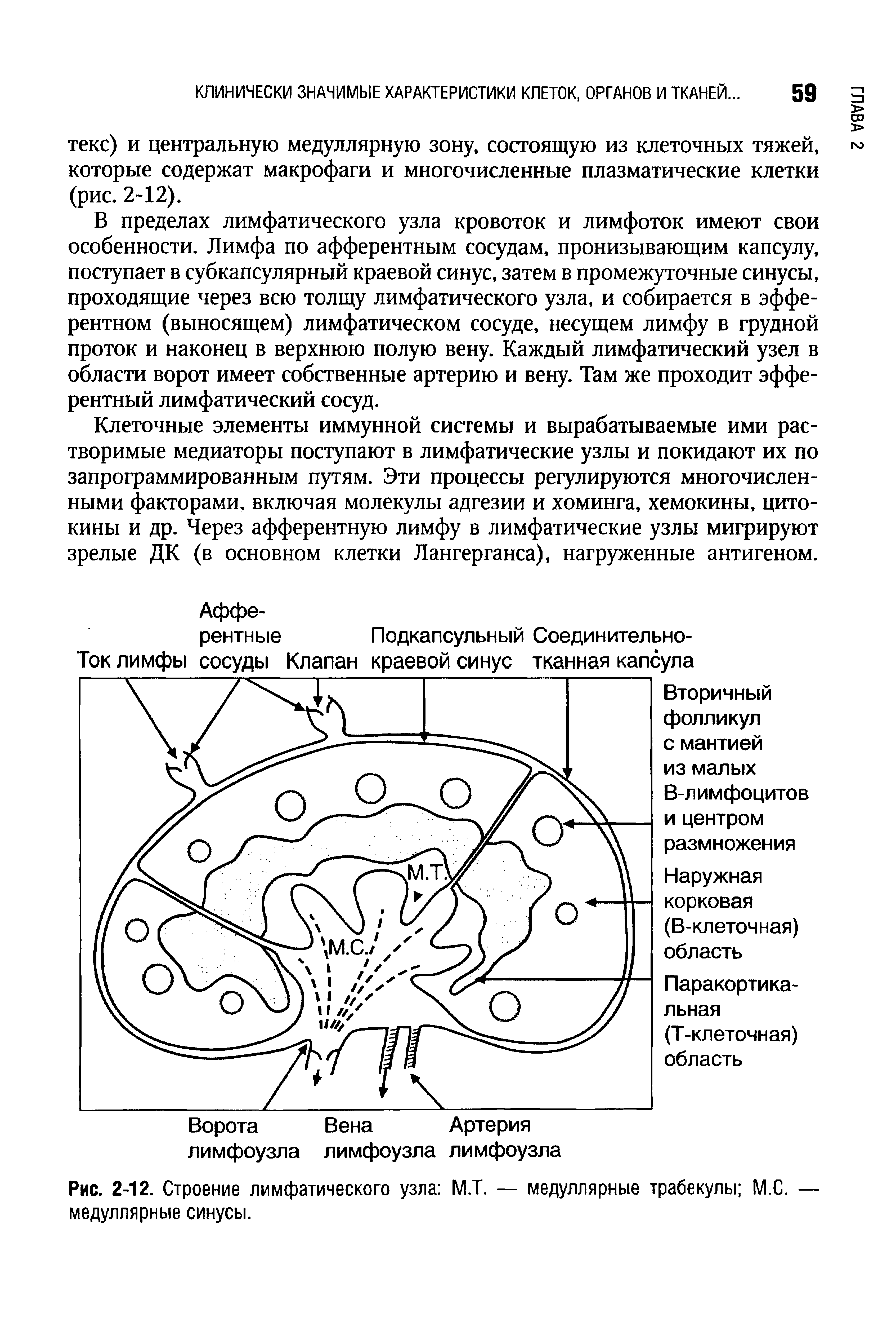 Рис. 2-12. Строение лимфатического узла М.Т. — медуллярные трабекулы М.С. — медуллярные синусы.