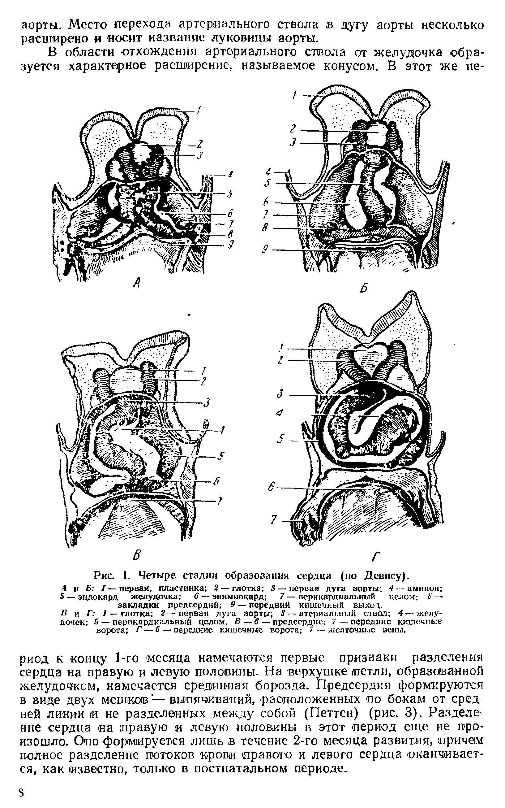 Рис. 1. Четыре стадии образования сердца (по Девису).. 4 и Б /—первая, пластинка 2—глотка 3— первая дуга аорты 4 — амнион 5 —эндокард желудочка 6 — эпимиокард 7— перикардиальный целом Я — закладки предсердий 9 — передний кишечный выхо I.