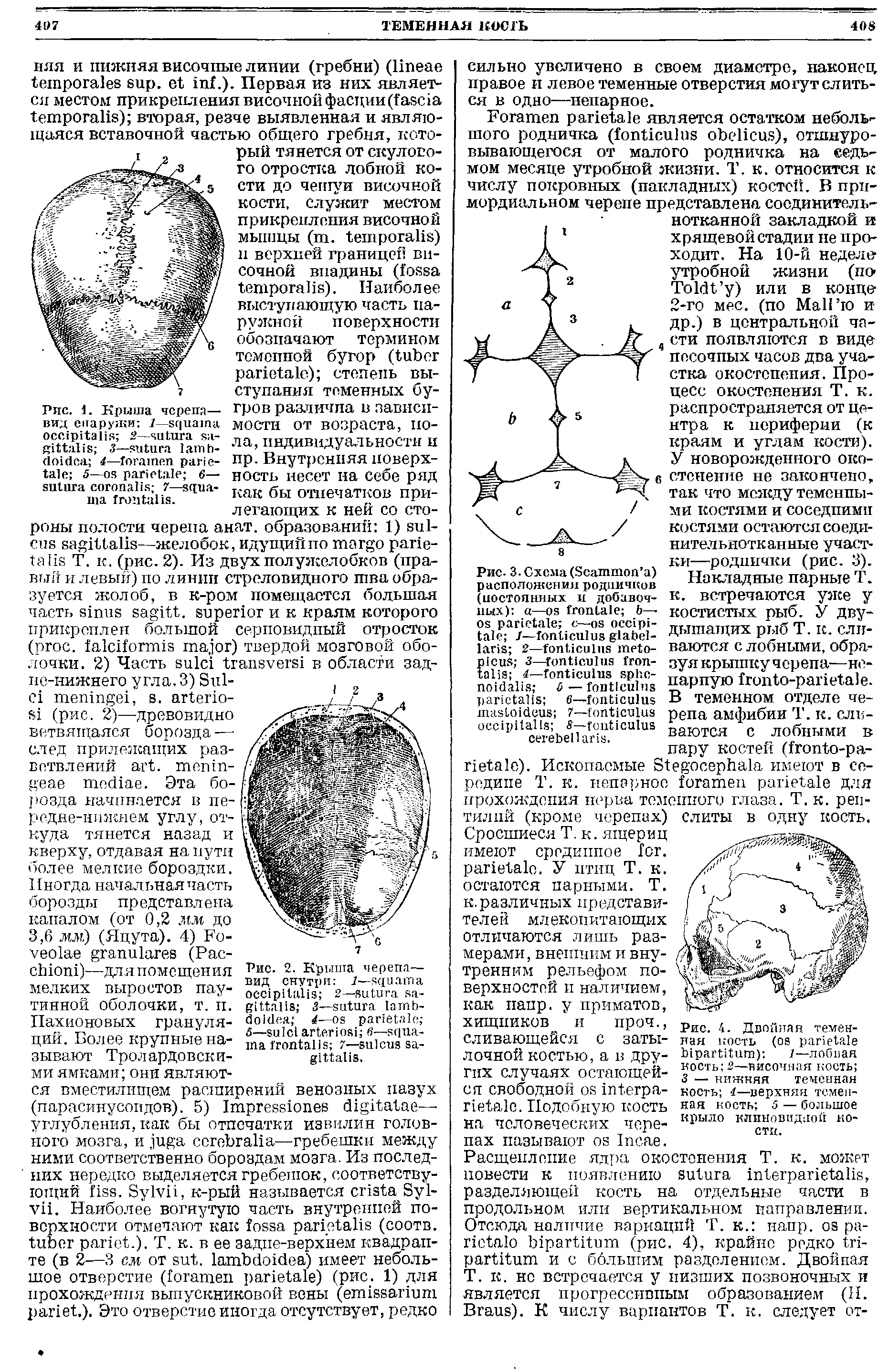 Рис. 2. Крыша черепа— вид снутри 1— 2— 5— 4— 5— 6 — 7— .