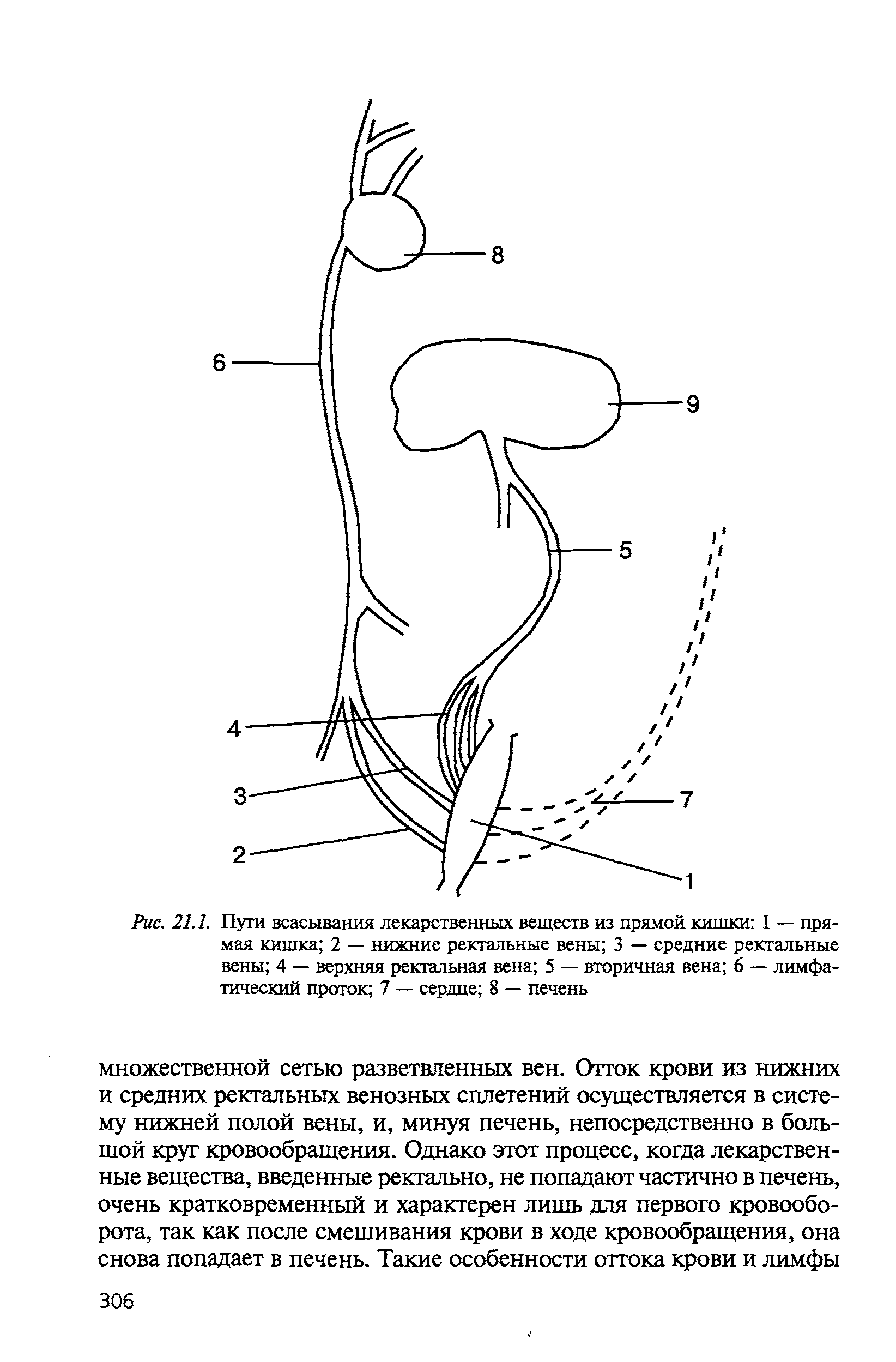 Рис. 21.1. Пуги всасывания лекарственных веществ из прямой кишки 1 — прямая кишка 2 — нижние ректальные вены 3 — средние ректальные вены 4 — верхняя ректальная вена 5 — вторичная вена 6 — лимфатический проток 7 — сердце 8 — печень...