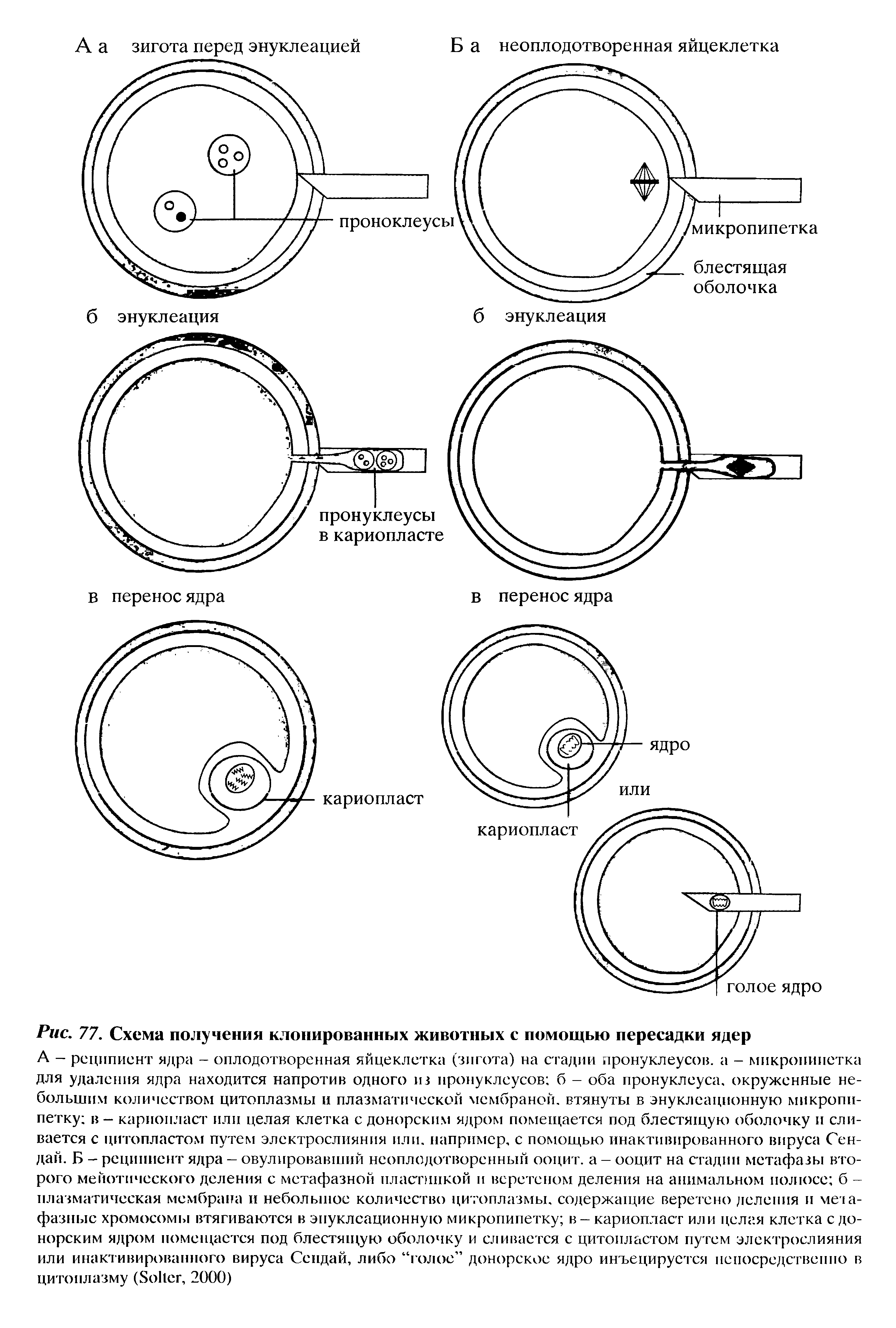 Рис. 77. Схема получения клонированных животных с помощью пересадки ядер...