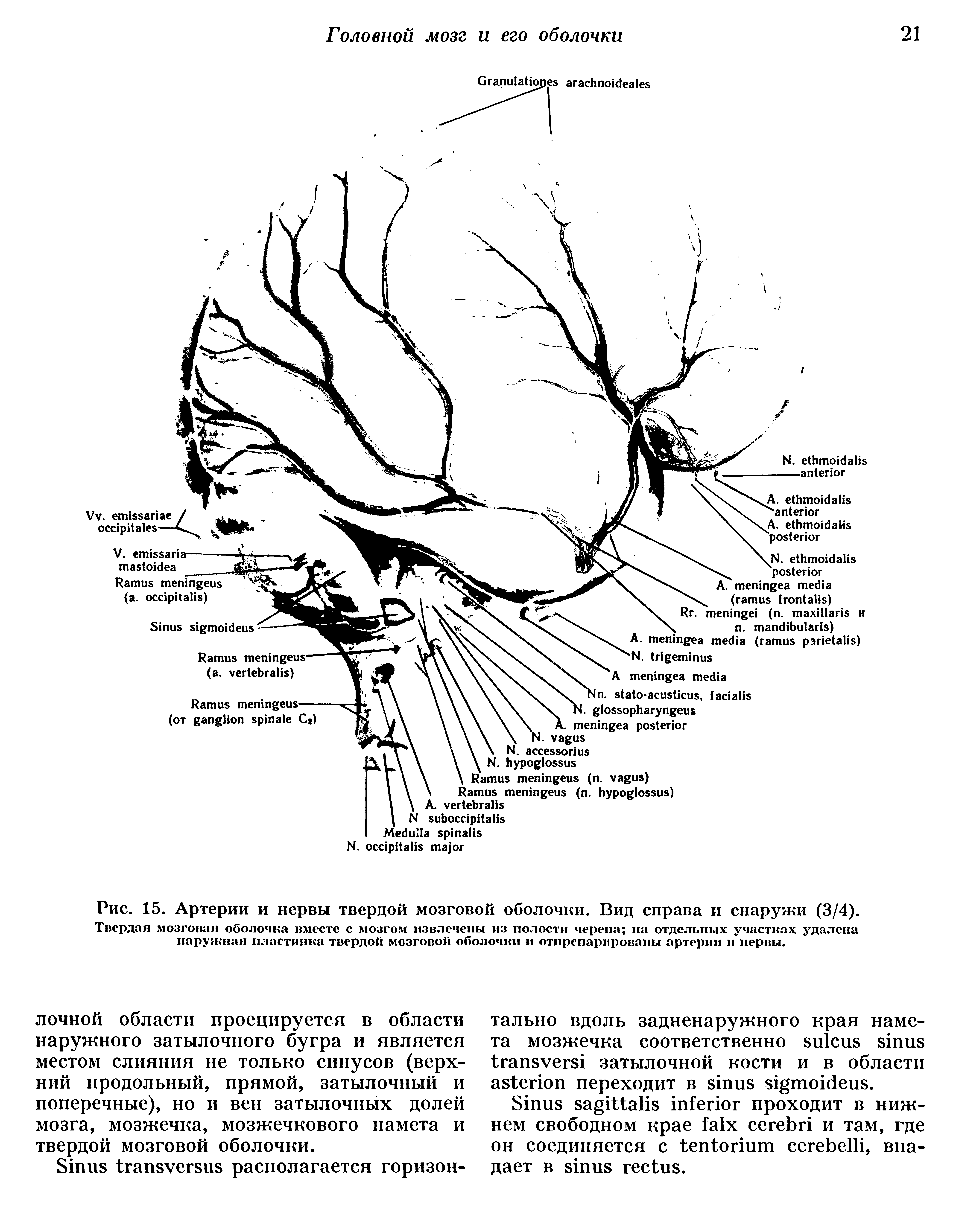 Рис. 15. Артерии и нервы твердой мозговой оболочки. Вид справа и снаружи (3/4).