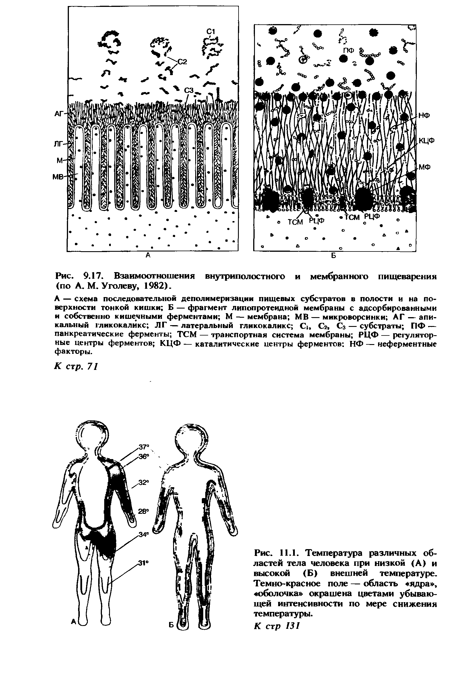 Рис. 11.1. Температура различных областей тела человека при низкой (А) и высокой (Б) внешней температуре. Темно-красное поле — область ядра , оболочка окрашена цветами убывающей интенсивности по мере снижения температуры.