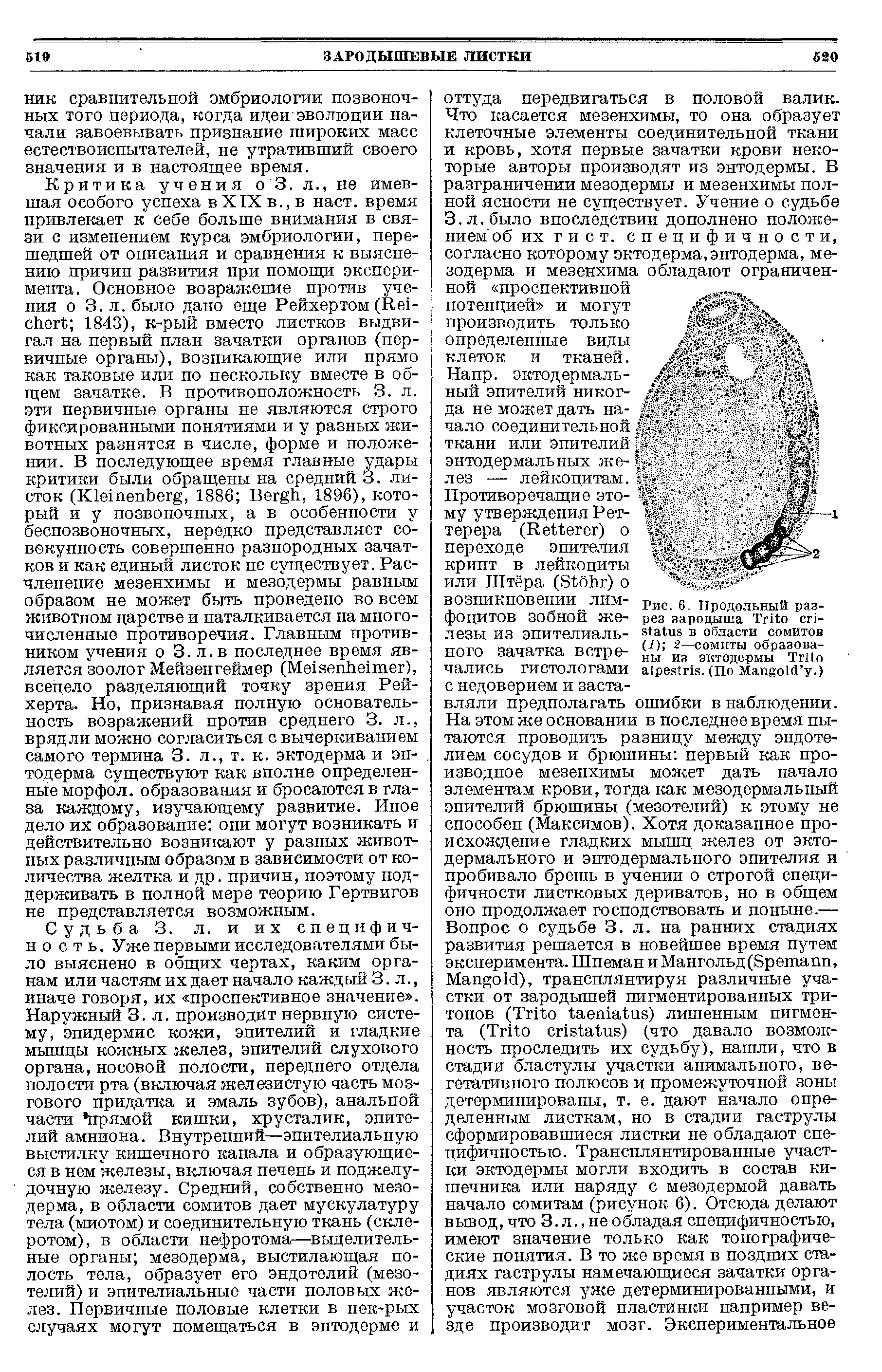 Рис. G. Продольный разрез зародыша T - в области сомитов (1) 2—сомиты образованы из эктодермы T . (По M .)...